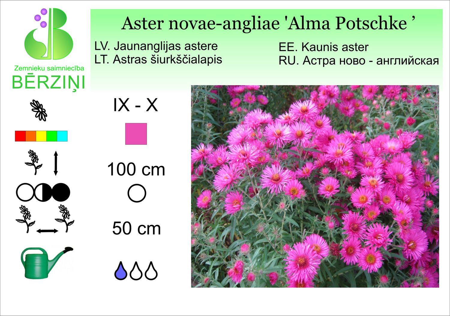 Aster nova-angliae 'Alma Potschke', ziemastere Jaunanglijas