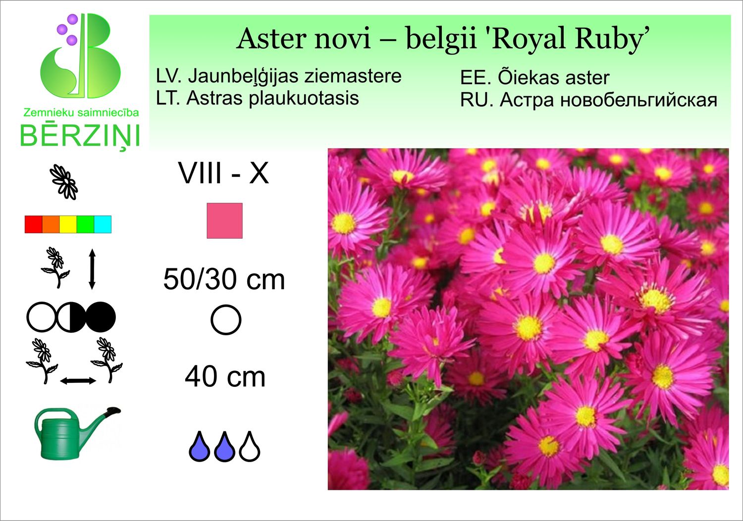 Aster novi – belgii 'Royal Ruby', ziemastere Jaunbeļģijas