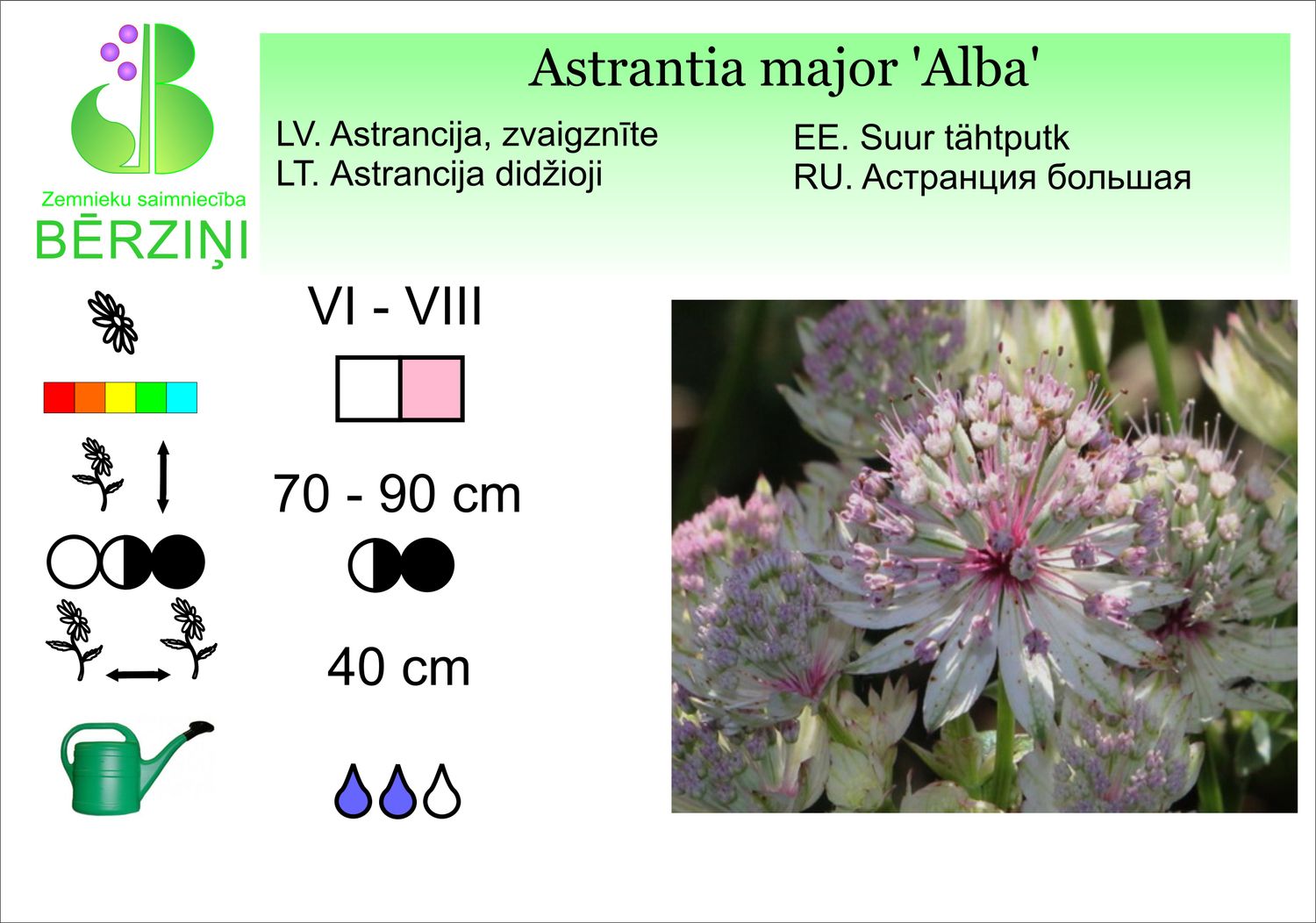 Astrantia major 'Alba', astrancija, zvaigznīte, lielā