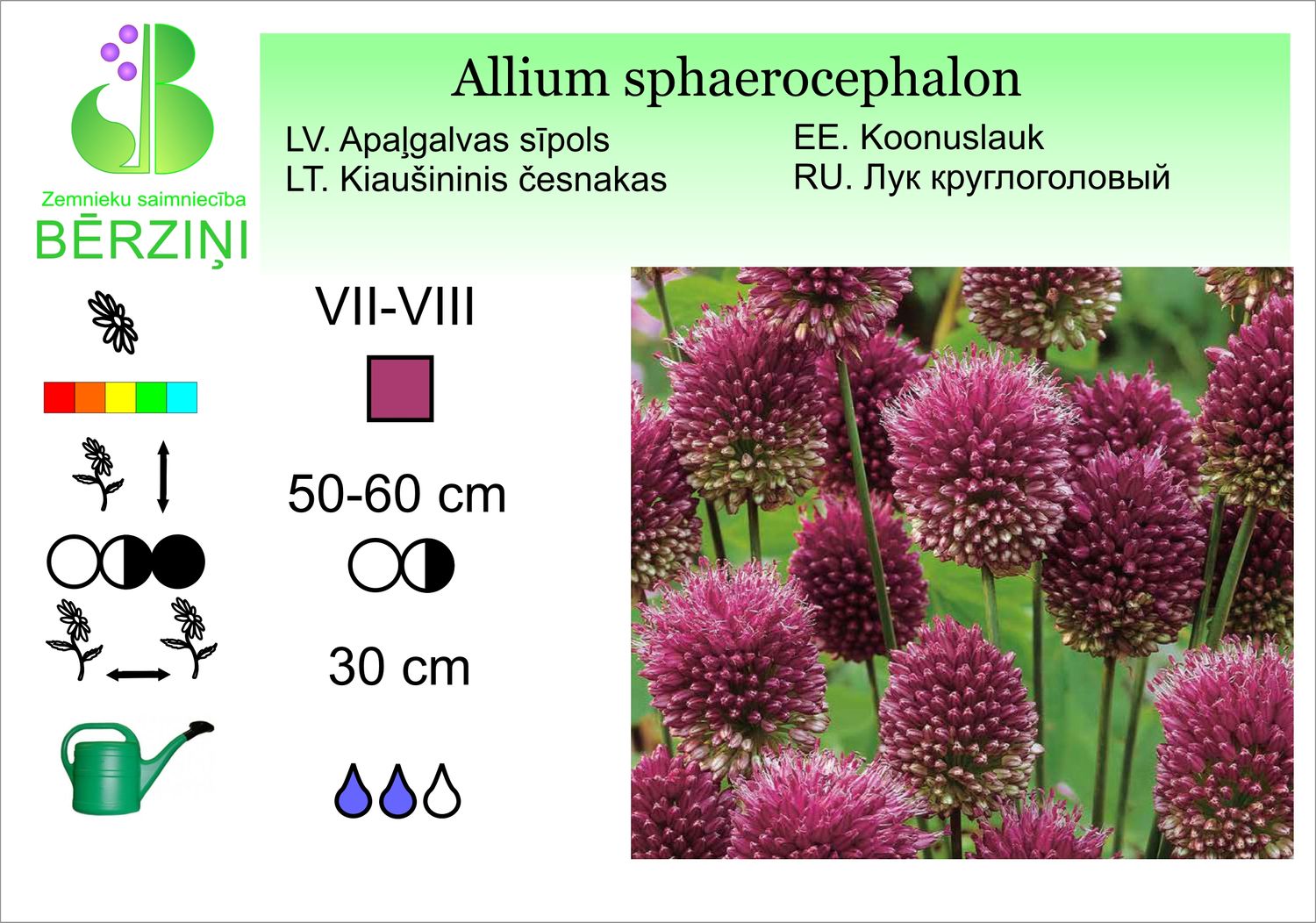 Allium sphaerocephalon, sīpols apaļgalvas