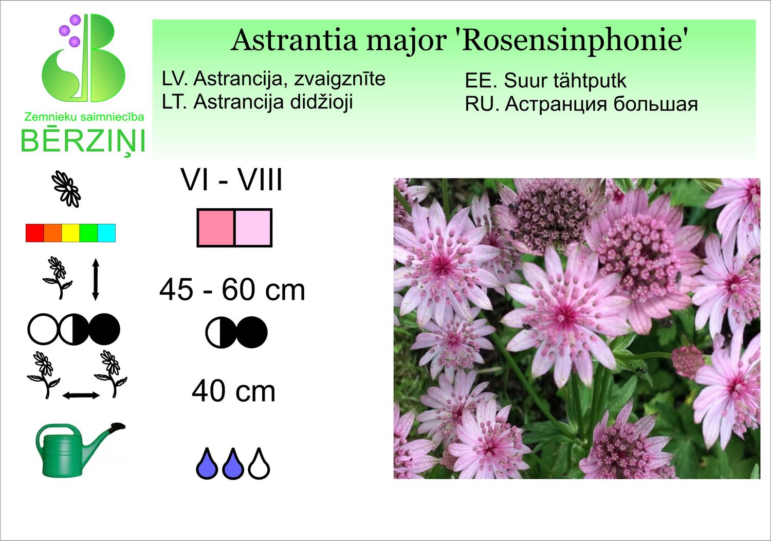 Astrantia major 'Rosensinphonie', astrancija, zvaigznīte, lielā