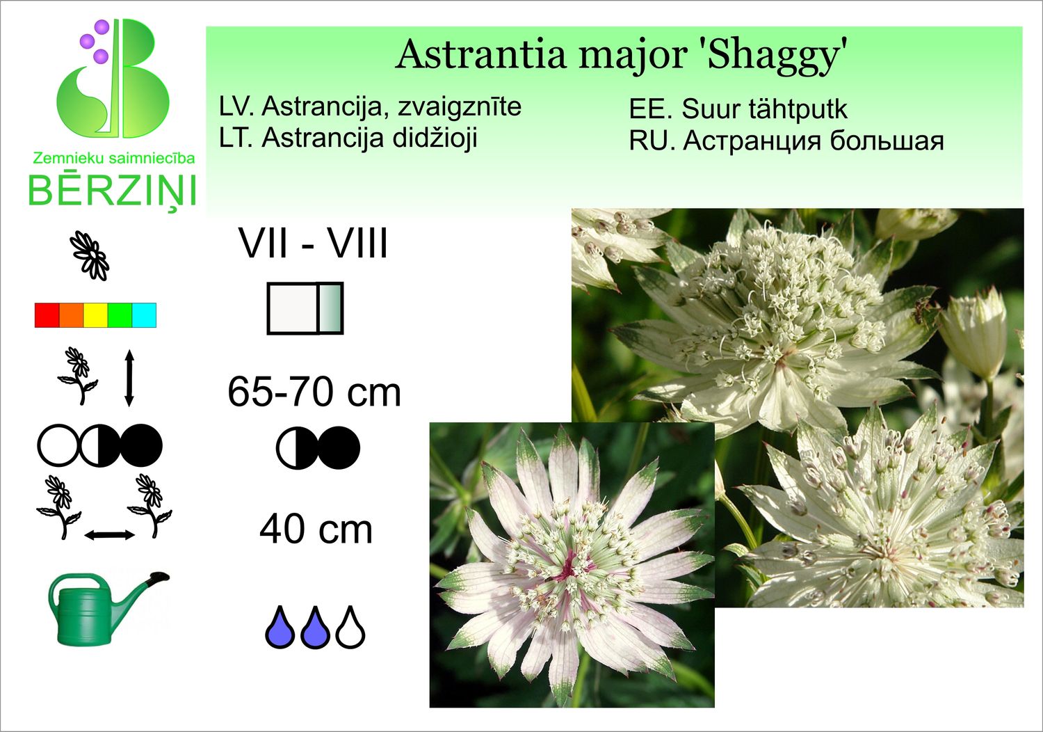Astrantia major 'Shaggy', astrancija, zvaigznīte, lielā
