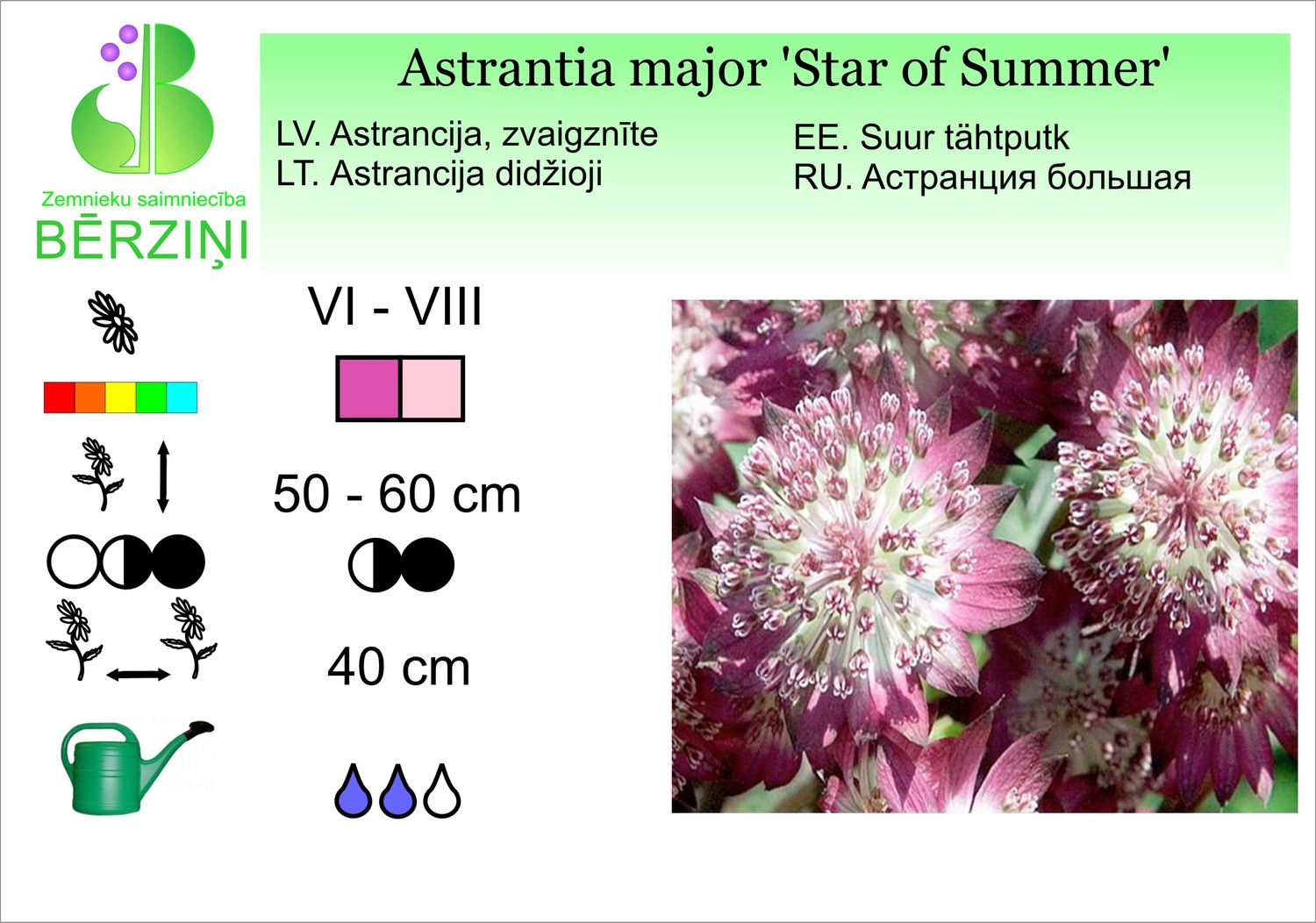 Astrantia major 'Star of Summer', astrancija, zvaigznīte, lielā