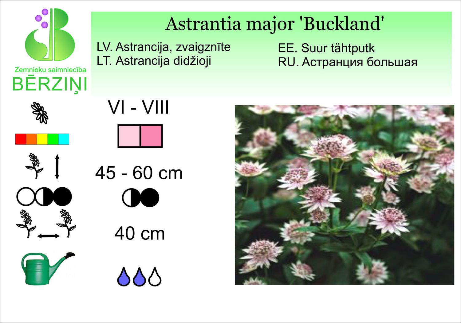 Astrantia major 'Buckland', astrancija, zvaigznīte, lielā