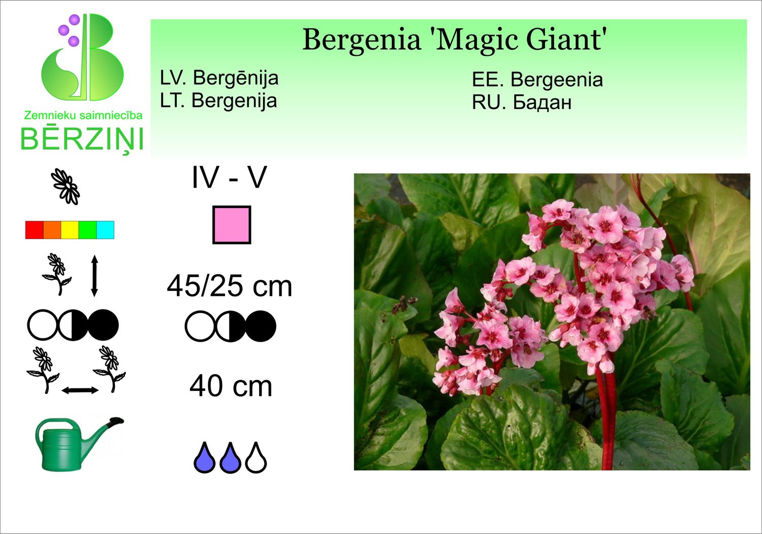 Bergenia 'Magic Giant', bergēnija