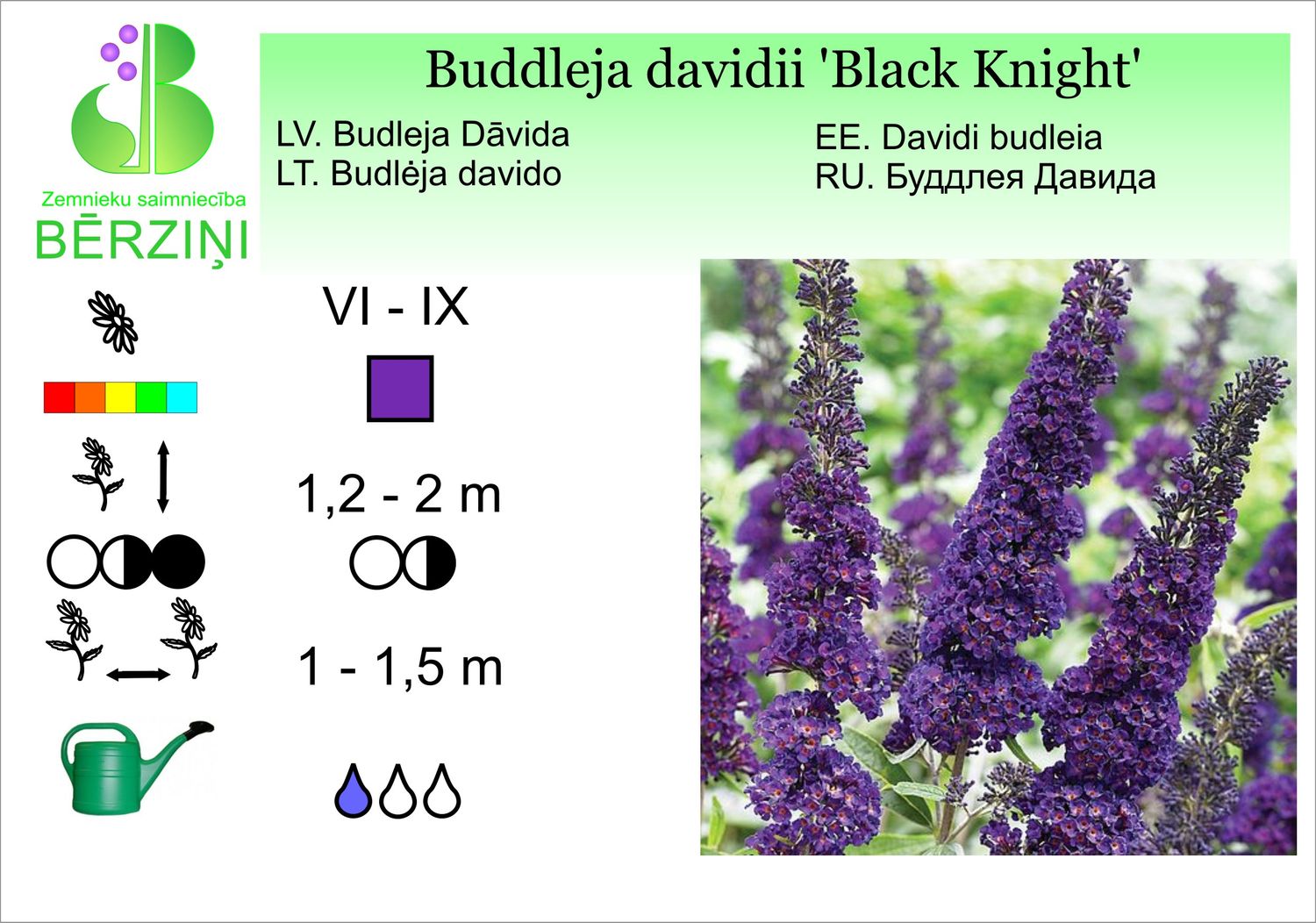 Buddleja 'Black Knight', budleja Dāvida