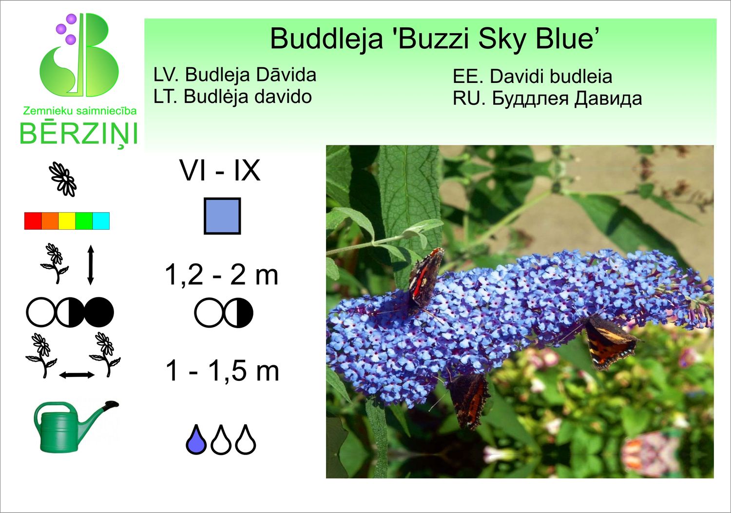 Buddleja 'Buzzi Sky Blue', budleja Dāvida