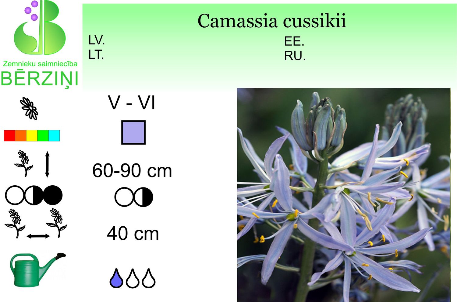 Camassia cussiki,  kamāsija, savvaļas hiacinte