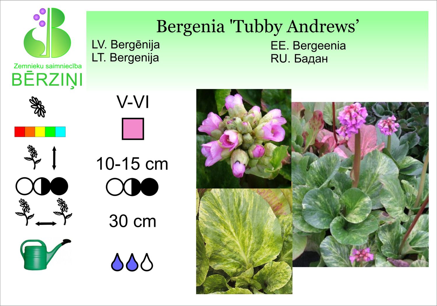 Bergenia 'Tuby Andrews', bergēnija