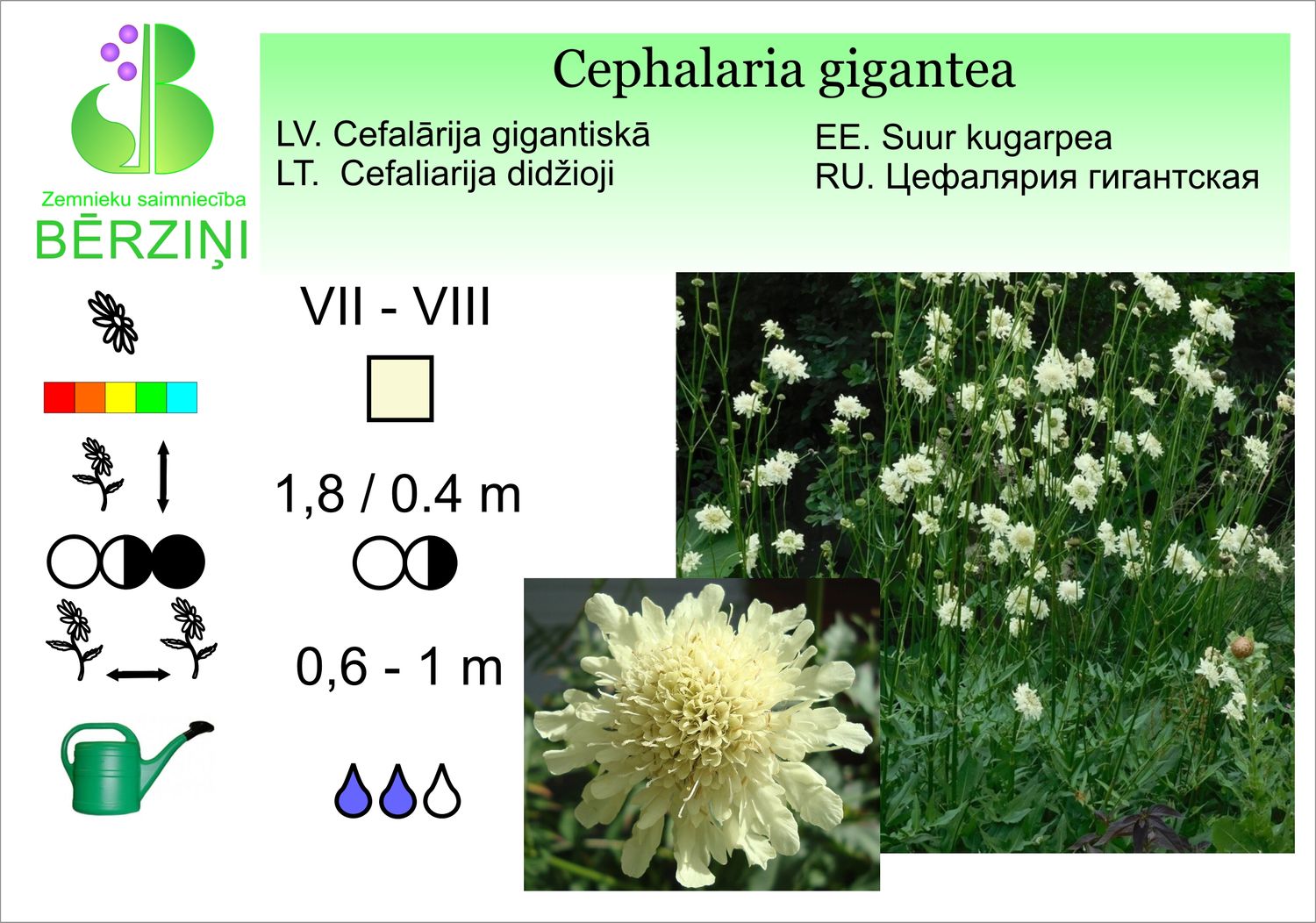 Cephalaria gigantea, cefalārija milzu