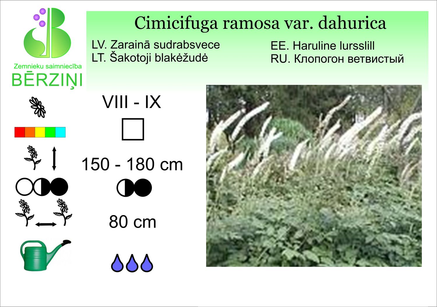 Cimicifuga racemosa var. dahurica, sudrabsvece ķekarainā