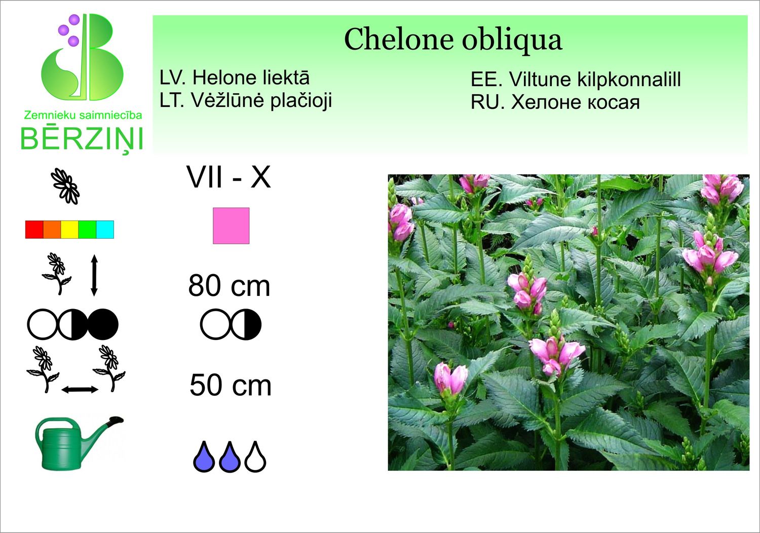 Chelone obliqua, helone liektā