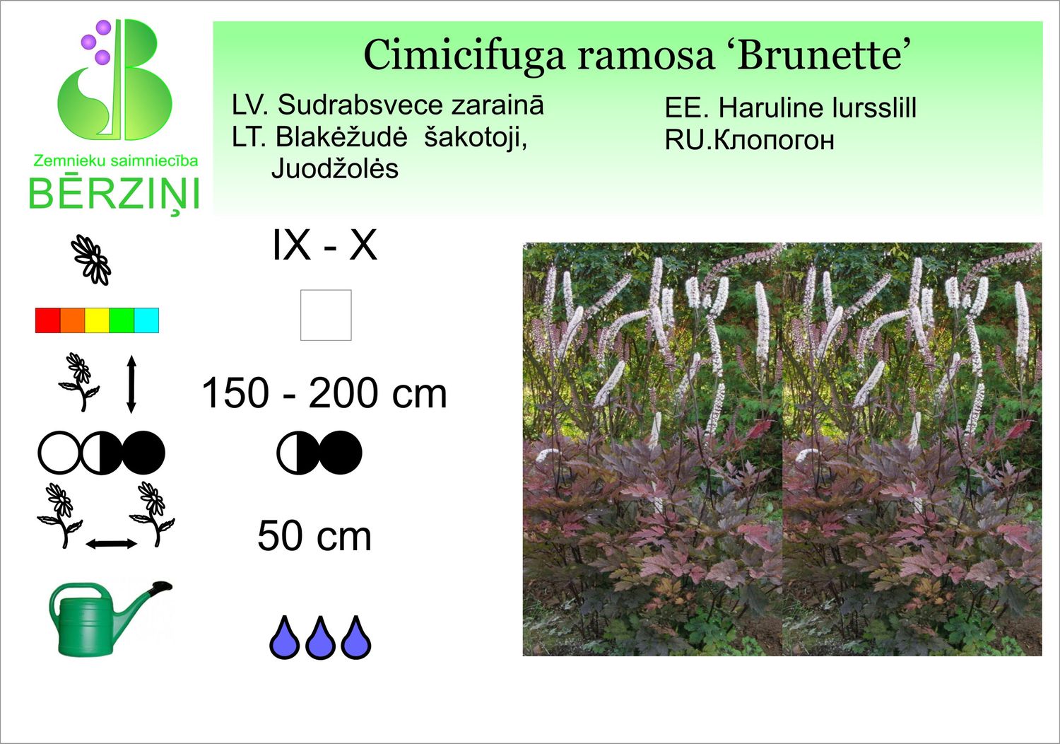 Cimicifuga ramosa 'Brunette', sudrabsvece zarainā