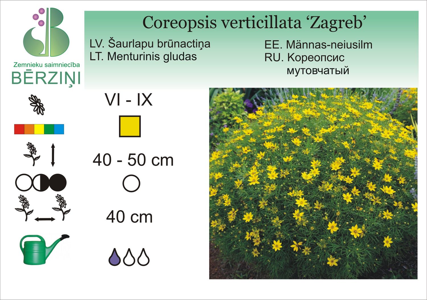 Coreopsis verticillata 'Zagreb', brūnactiņa šaurlapu
