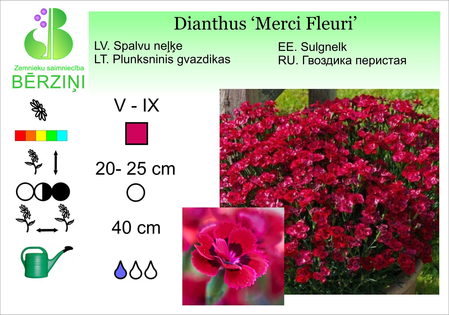 Dianthus 'Mercy Fleuri', neļķe spalvu