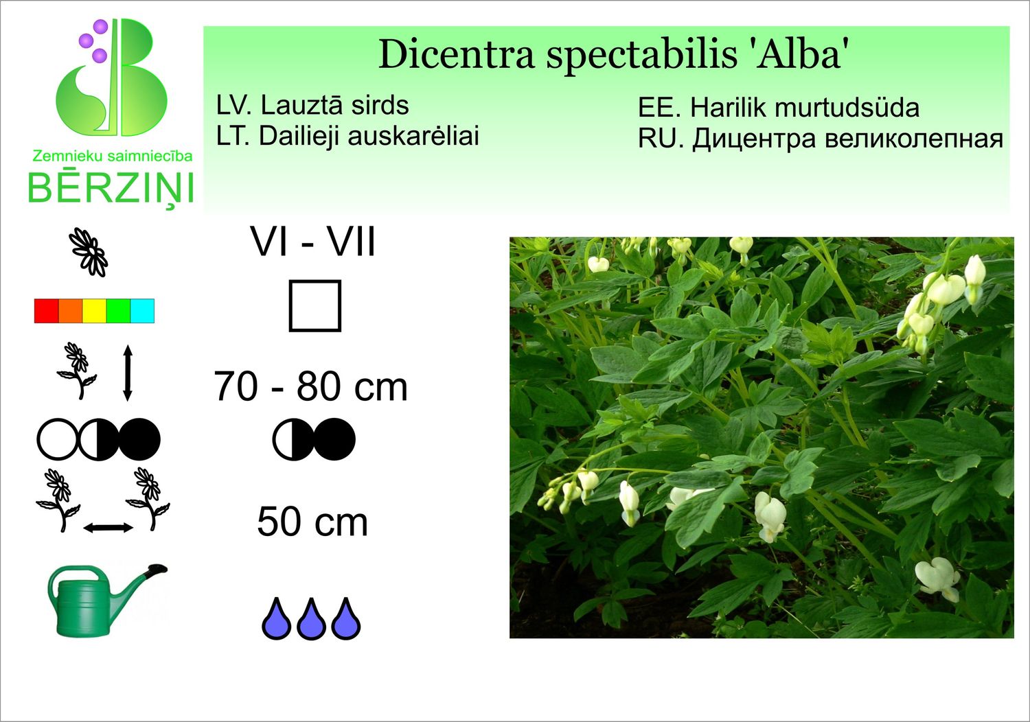 Dicentra spectabilis 'Alba', sirds lauztā
