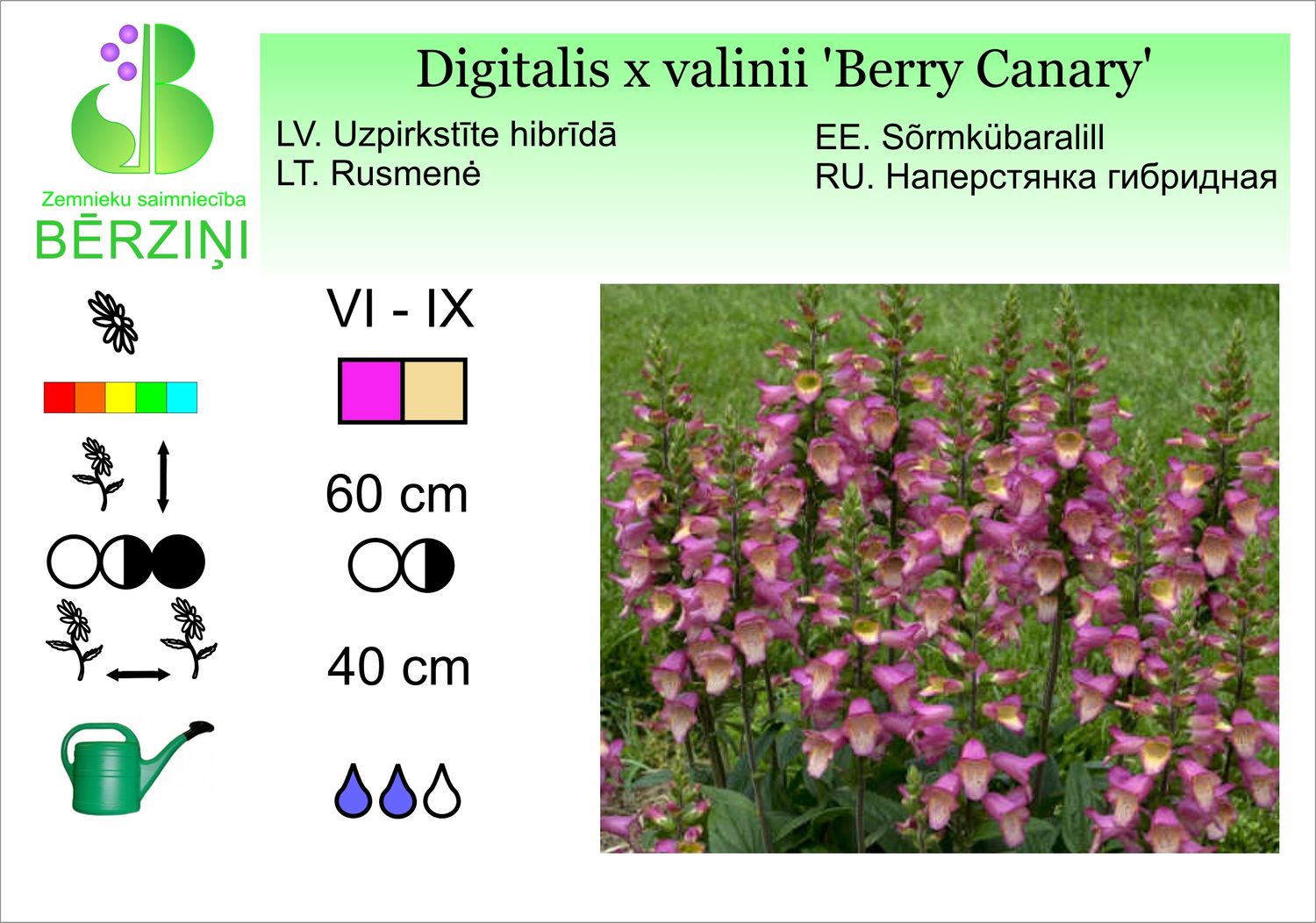 Digitalis x valinii 'Berry Canary', uzpirkstīte