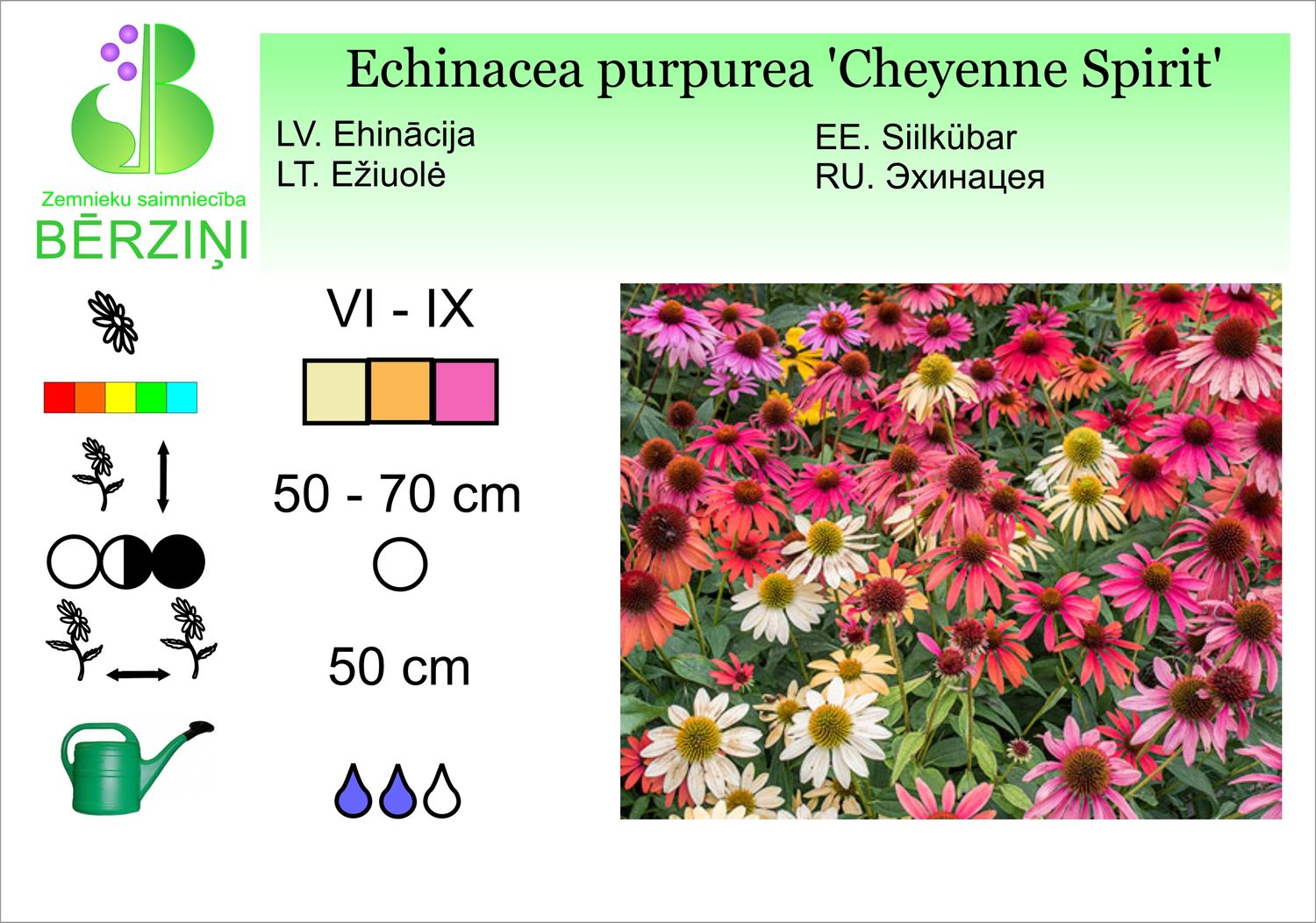 Echinacea purpurea 'Cheyenne Spirit', ehinācija purpura