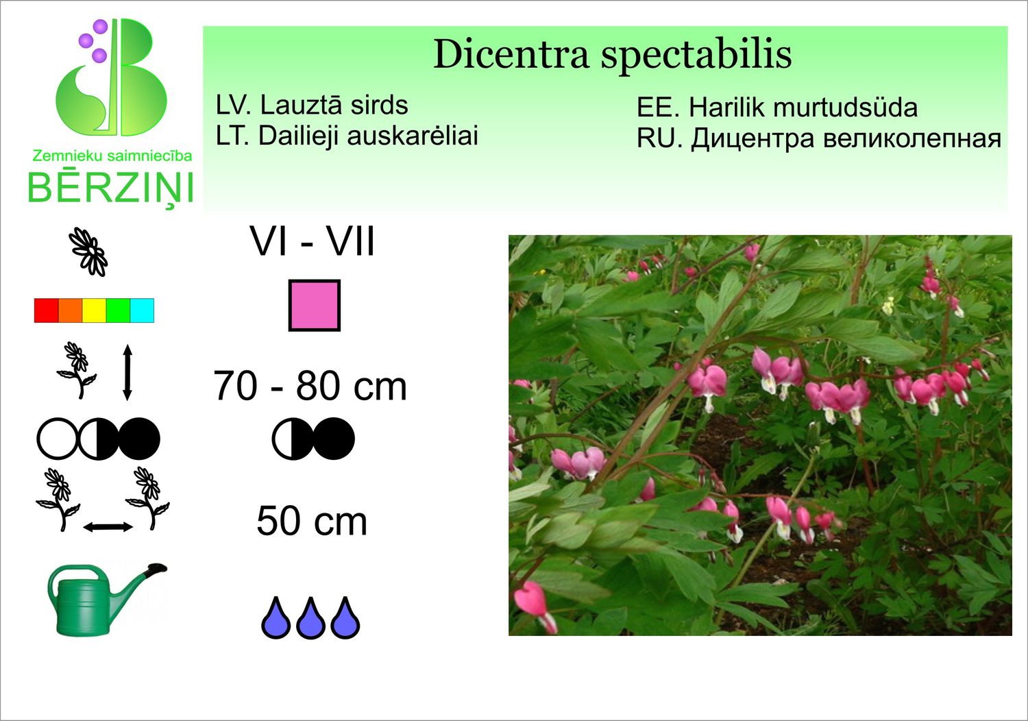 Dicentra spectabilis, sirds lauztā