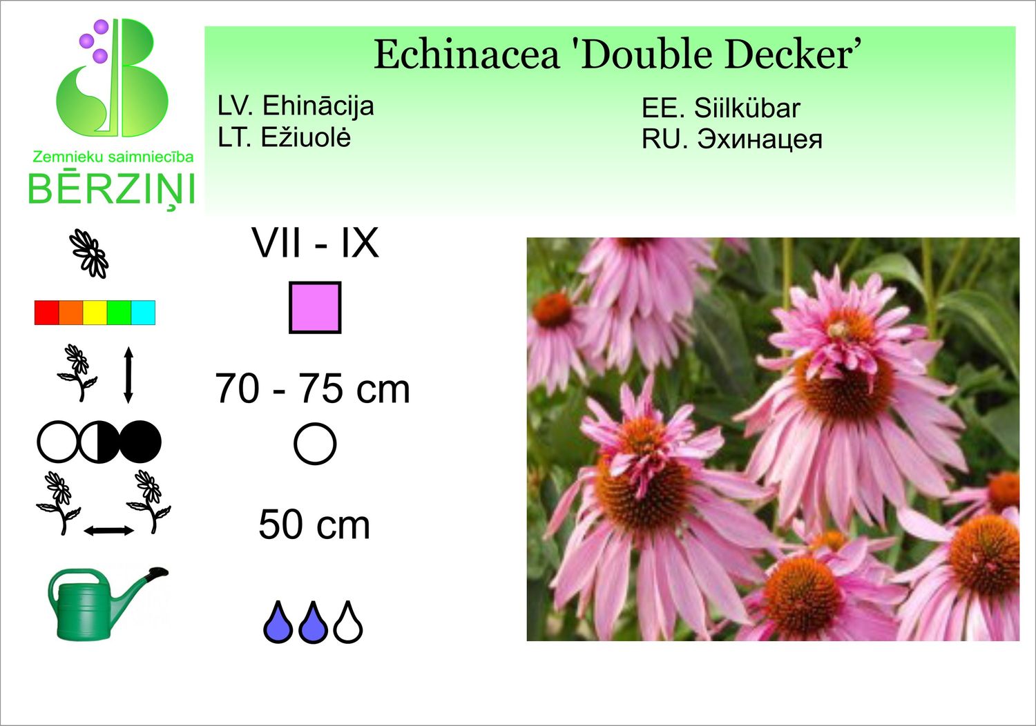 Echinacea 'Double Decker', ehinācija purpura