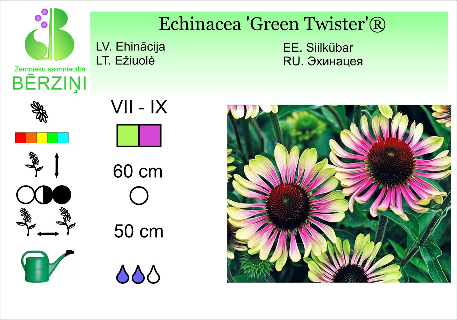 Echinacea 'Green Twister'®, ehinācija purpura