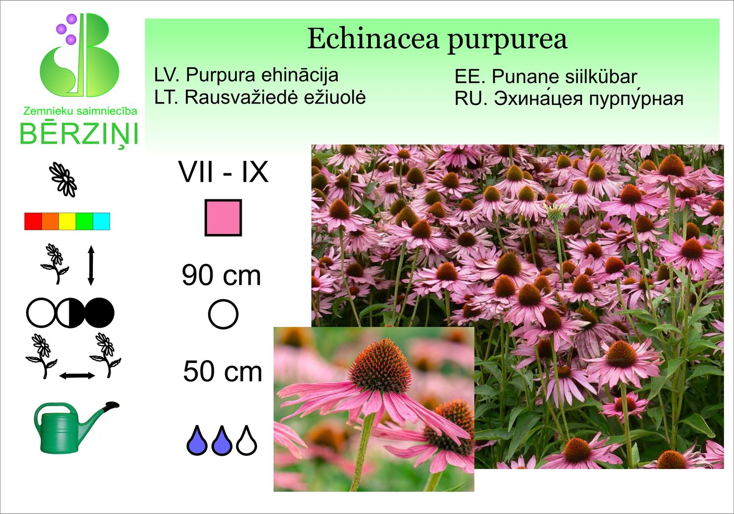 Echinacea purpurea, ehinācija purpura