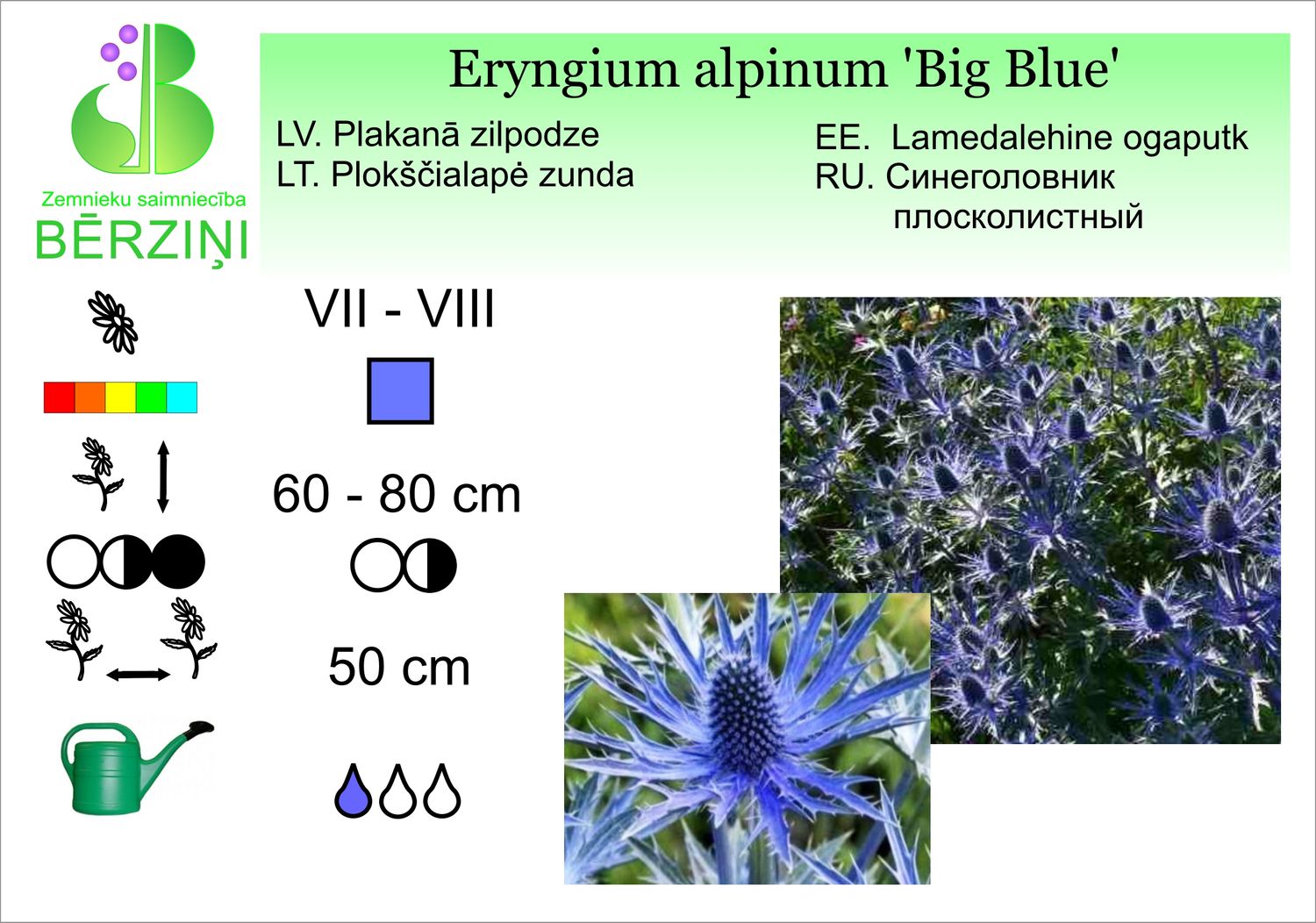 Eryngium alpinum 'Big Blue', zilpodze alpīnā