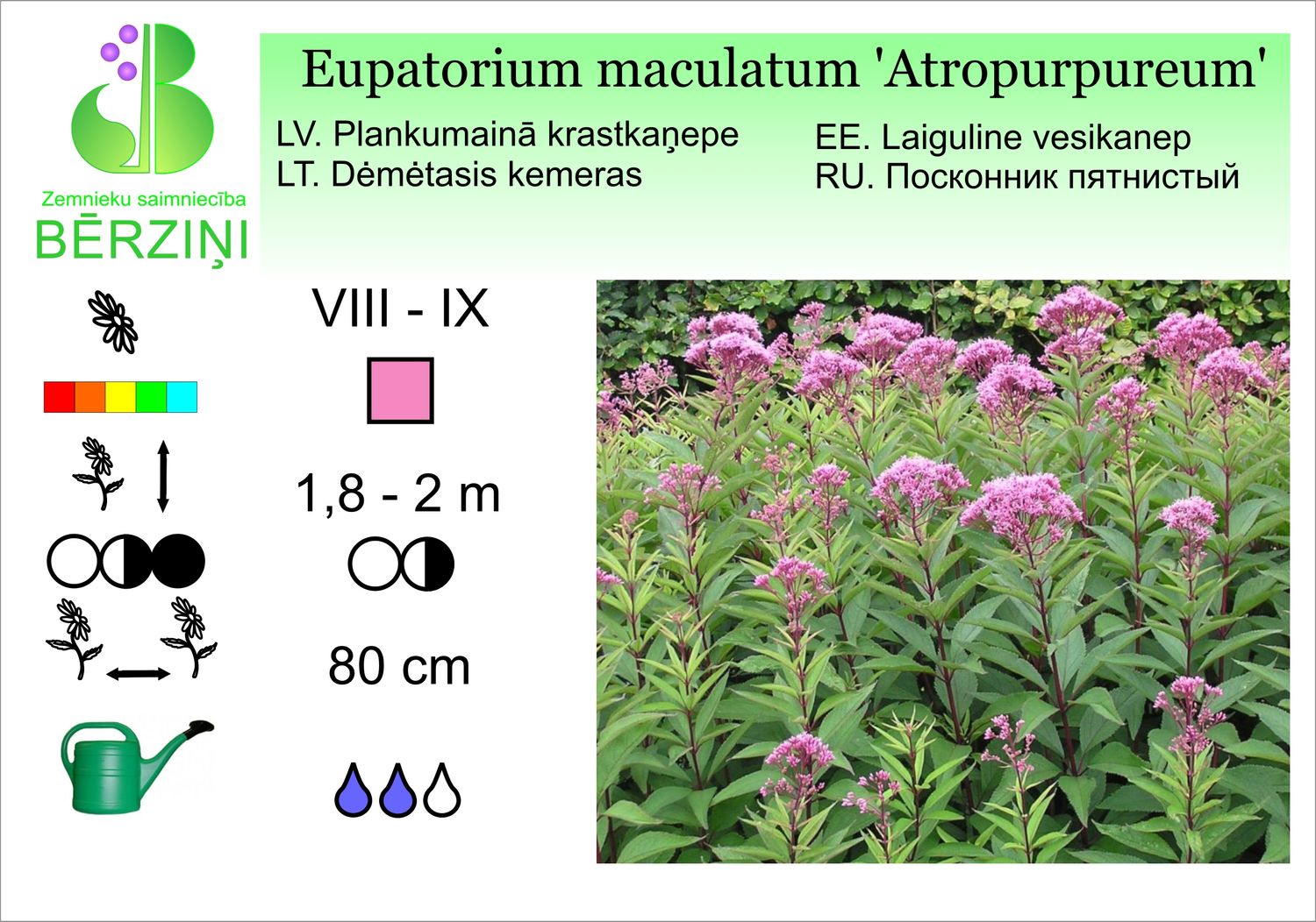 Eupatorium maculatum 'Atropurpureum', krastkaņepe  plankumainā