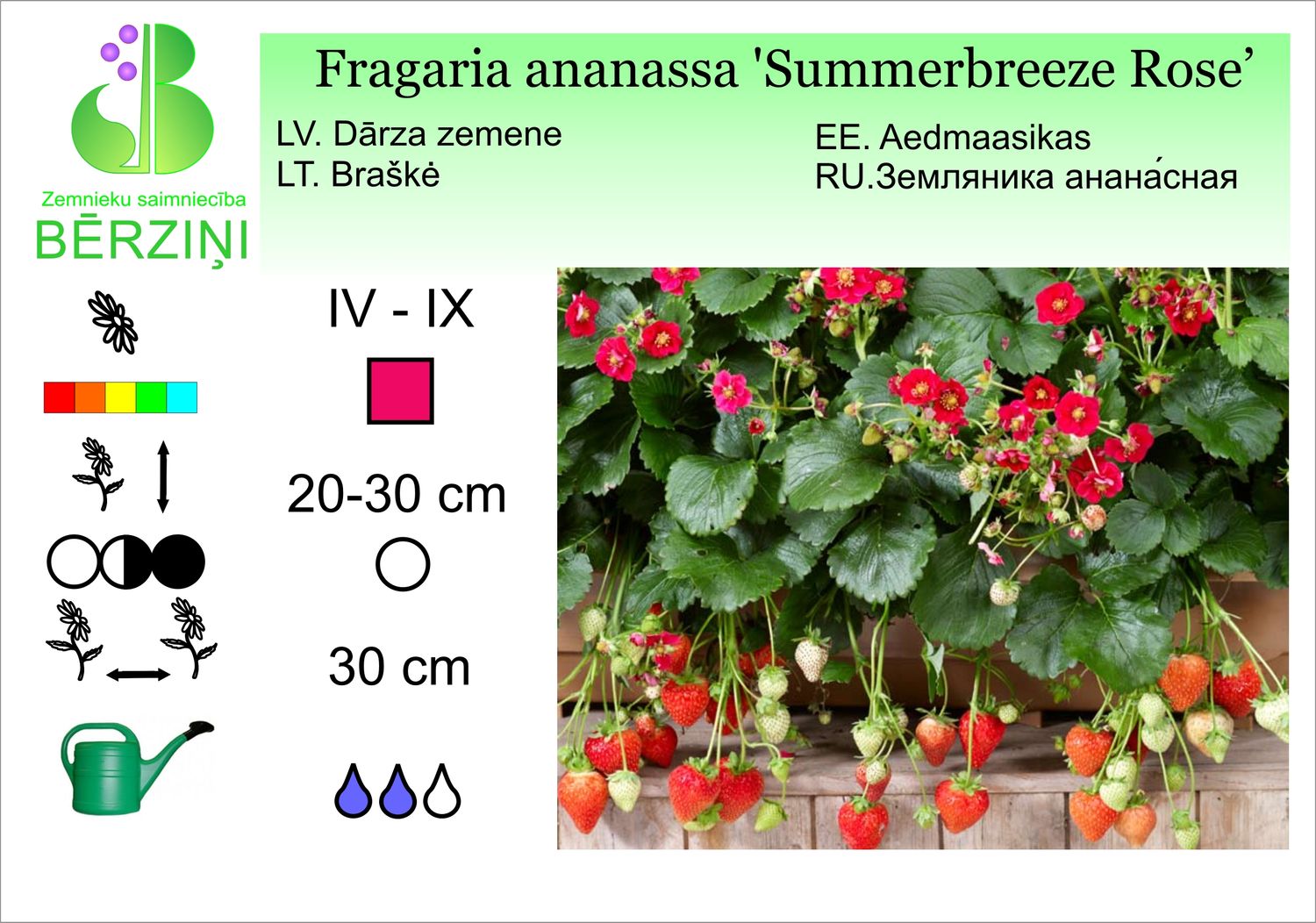 Fragaria ananassa 'Fragoo Summerbreeze Rose', zemenes