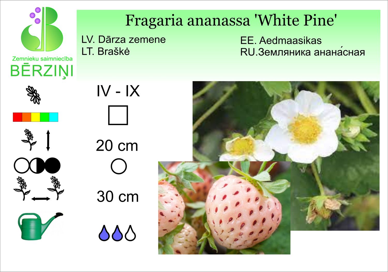Fragaria ananassa ' White Pine', zemenes