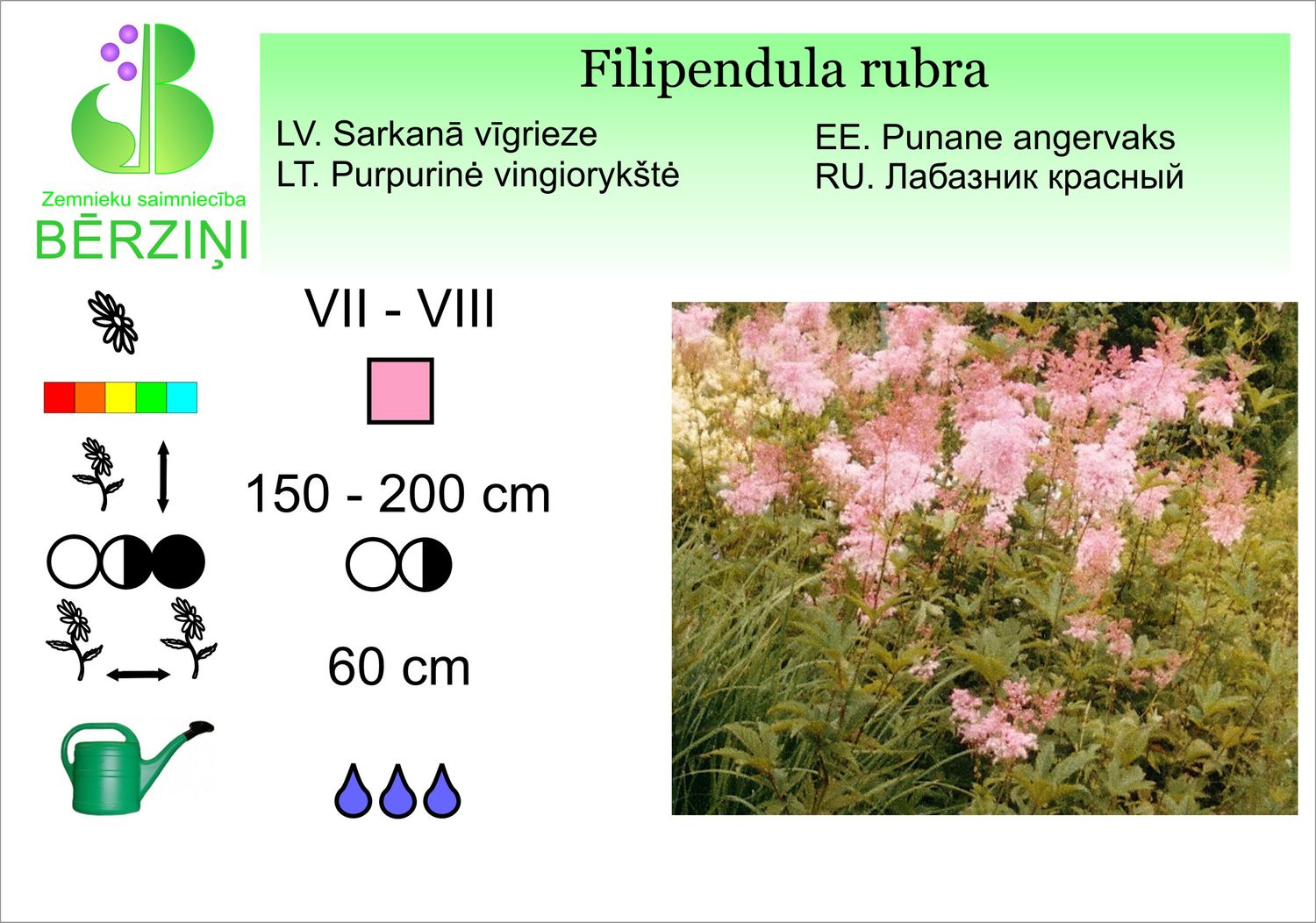 Filipendula rubra, vīgrieze sarkanā