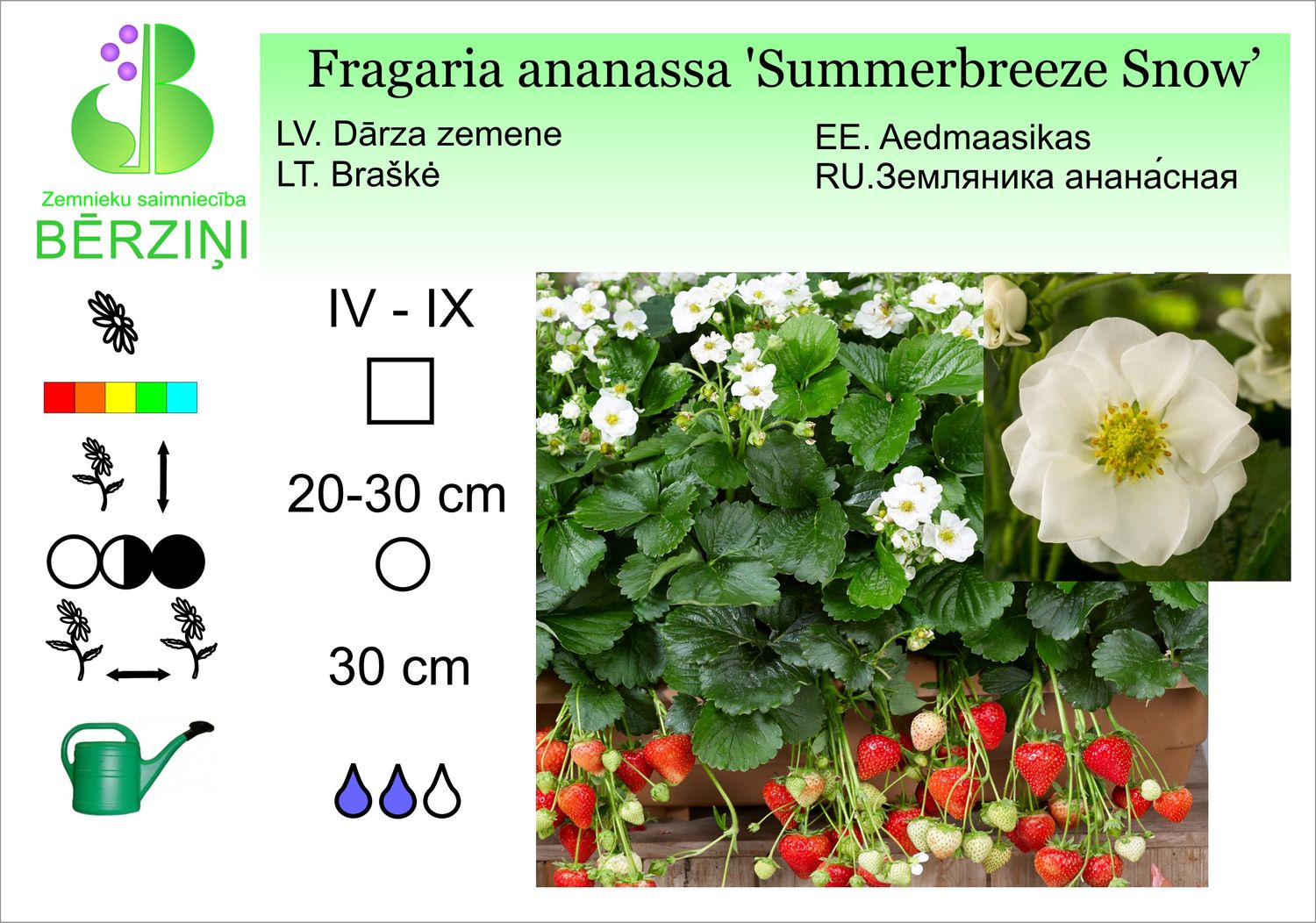 Fragaria ananassa 'Fragoo Summerbreeze Snow', zemenes