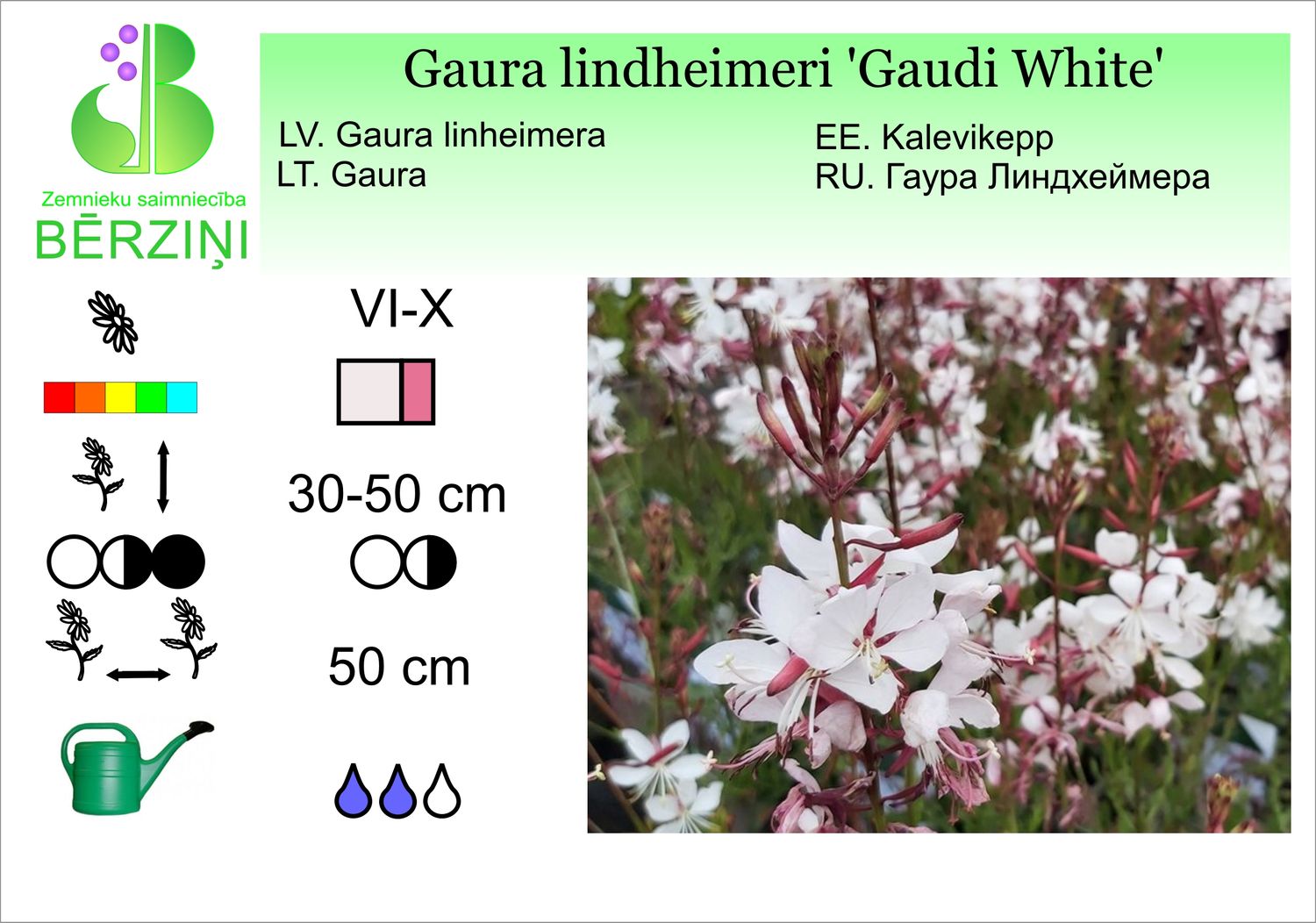 Gaura lindheimeri 'Gaudi White', gaura, Lindheimera