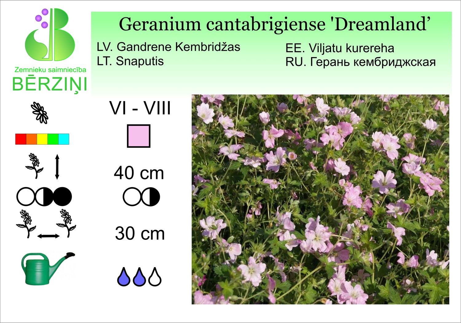 Geranium 'Dreamland', gandrene Kembridžas