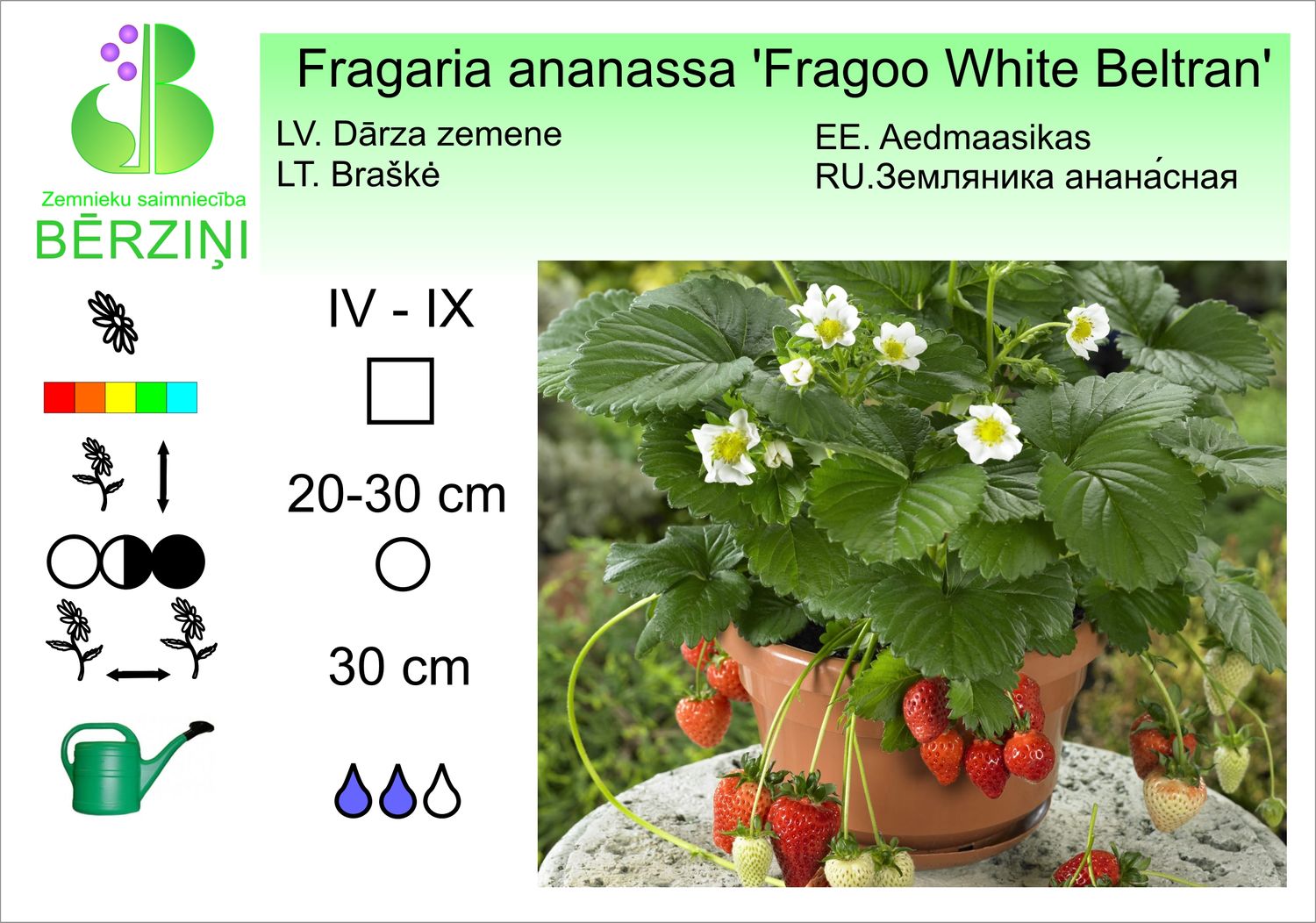 Fragaria ananassa 'Fragoo White Beltran', zemenes