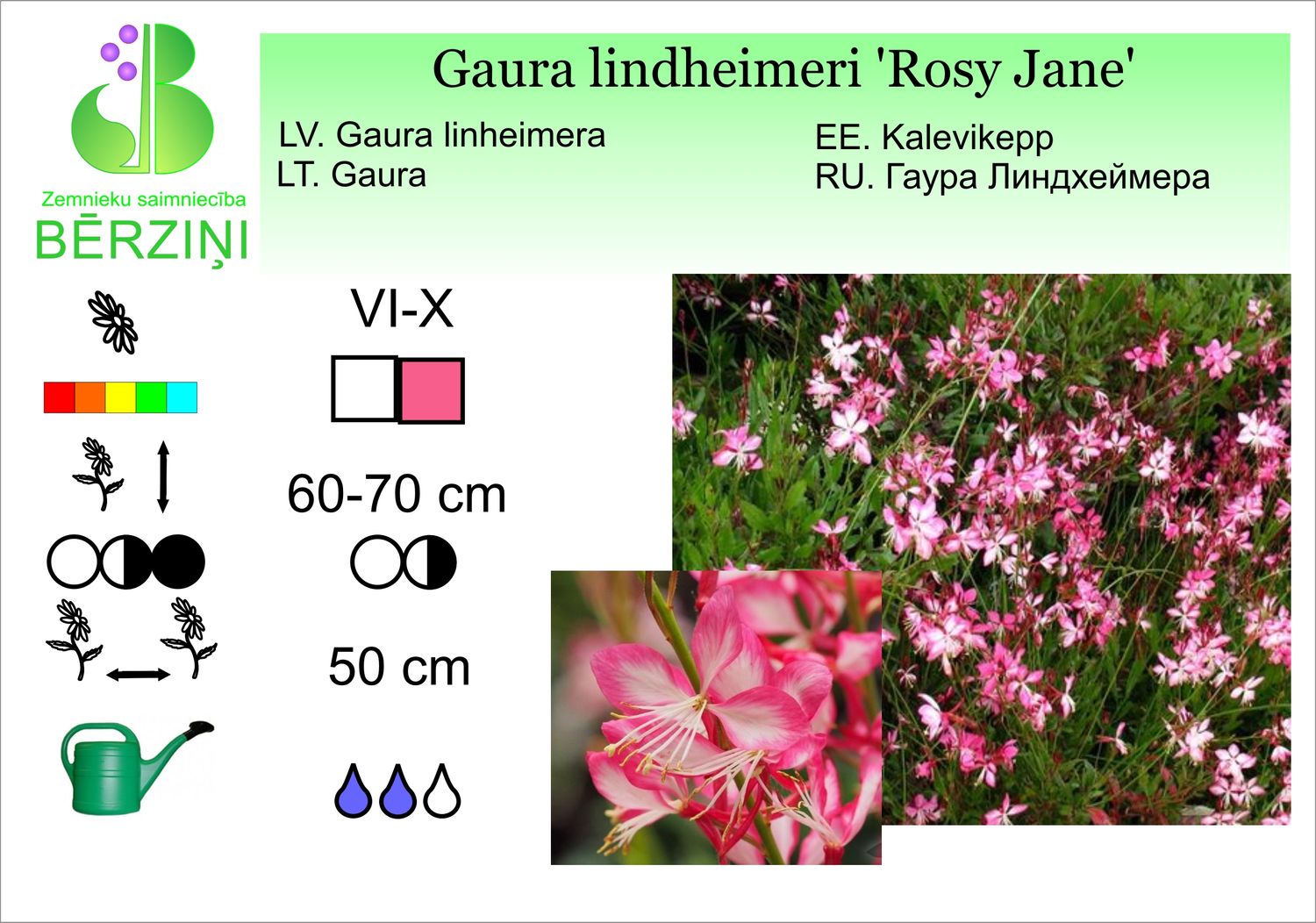 Gaura lindheimeri 'Rosy Jane', gaura, Lindheimera