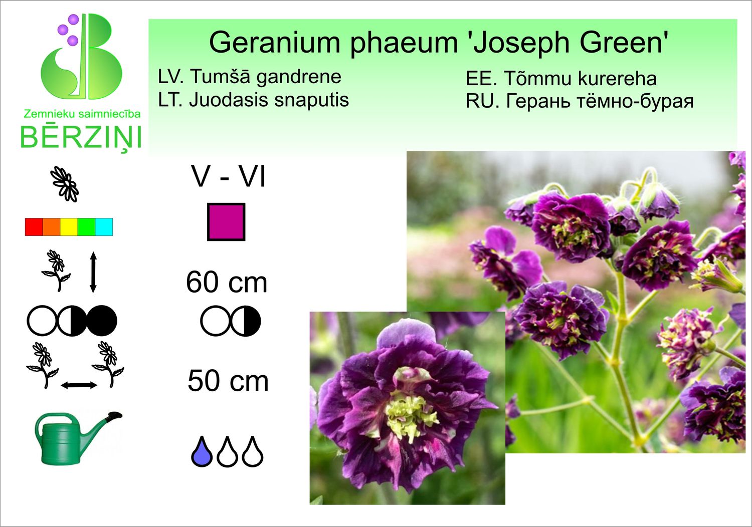 Geranium phaeum 'Joseph Green', gandrene tumšā