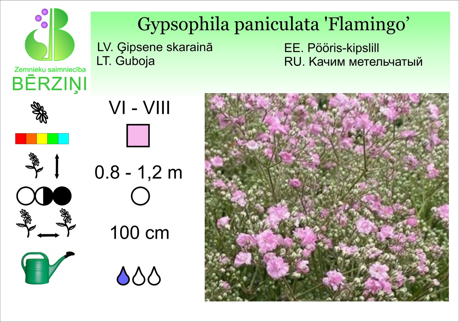 Gypsophila paniculata 'Flamingo', ģipsene, skarainā