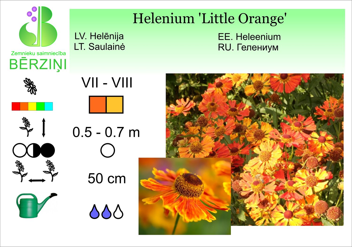 Helenium 'Little Orange', helēnija rudens