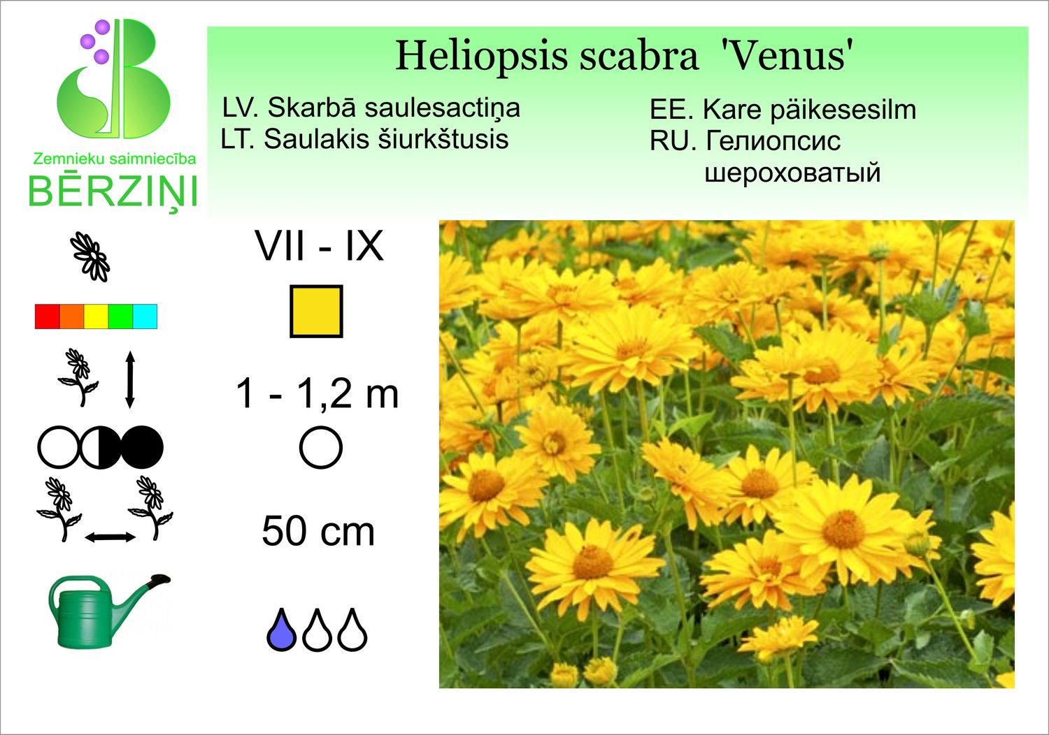 Heliopsis helianthoides var. scabra 'Venus', saulesactiņa skarbā