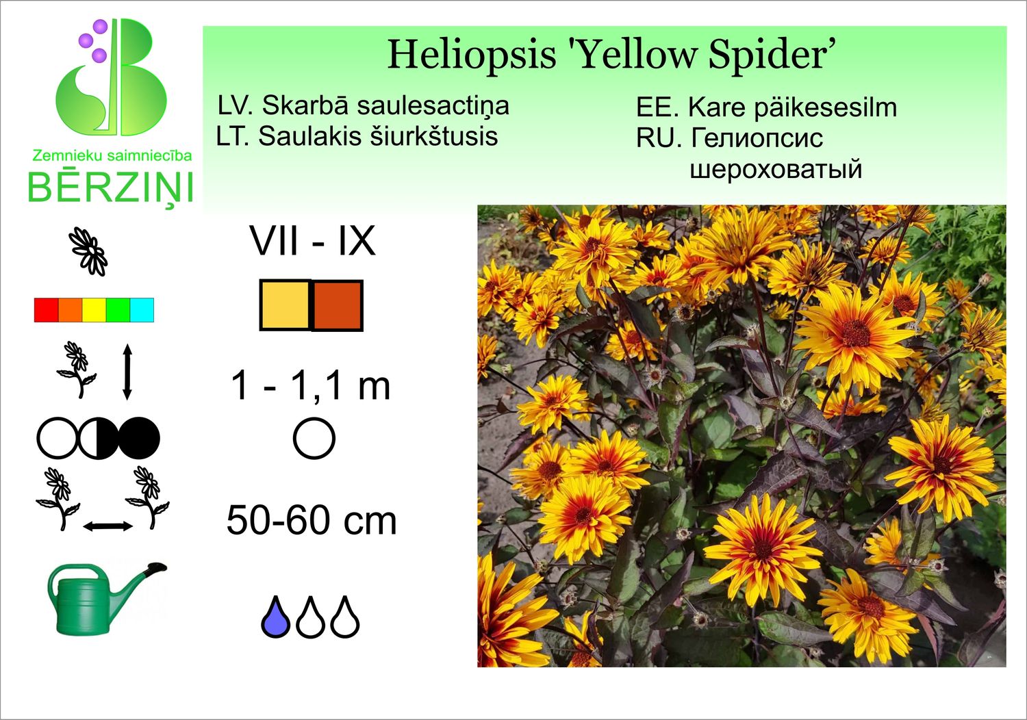 Heliopsis 'Yellow Spider@', saulesactiņa skarbā