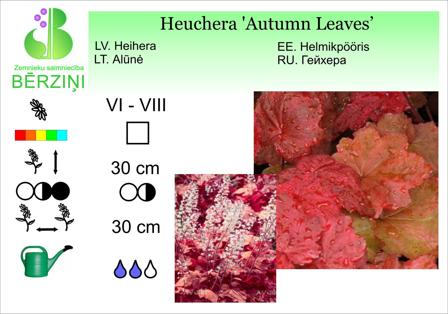 Heuchera 'Autumn Leaves', heihēra