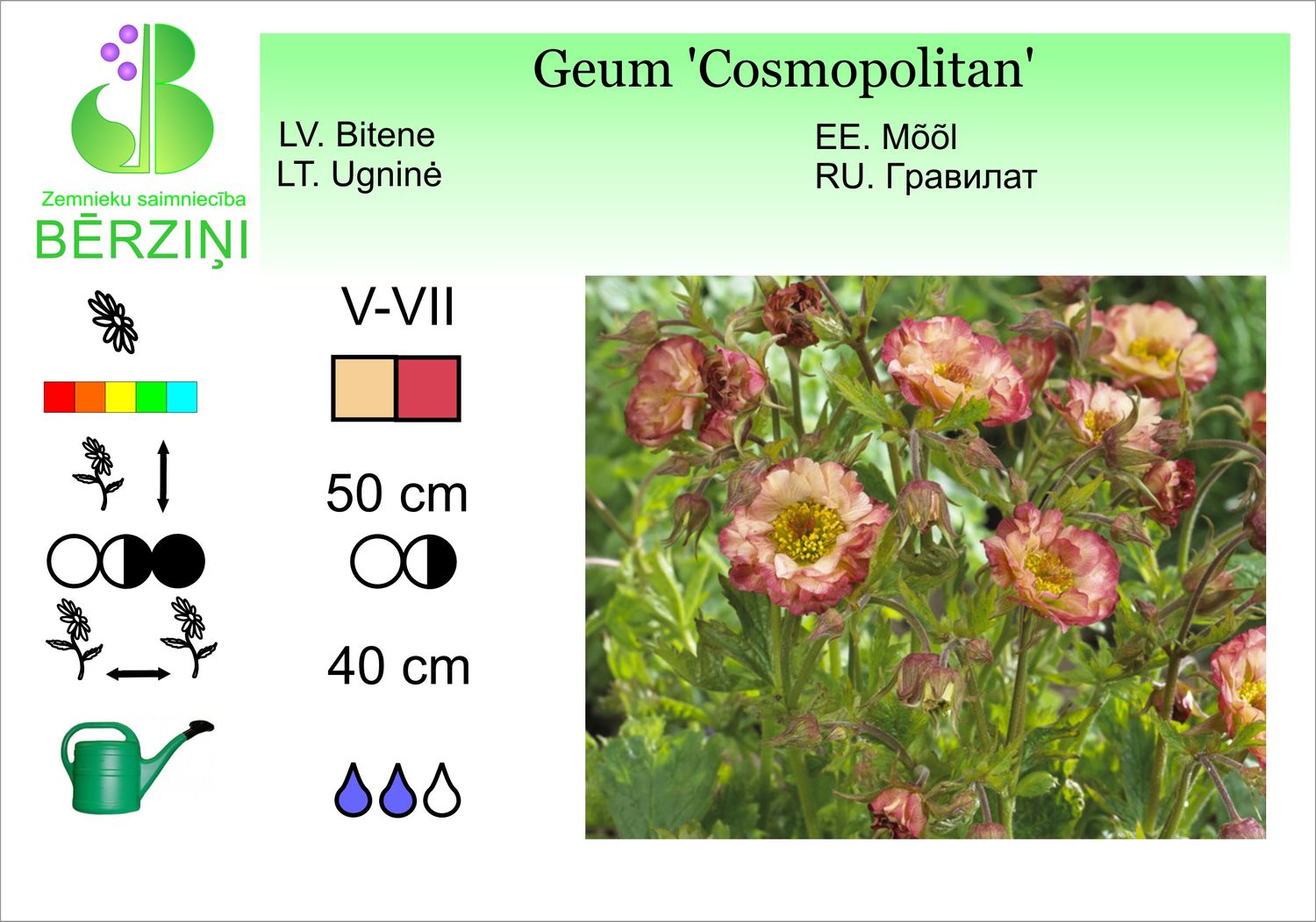 Geum 'Cosmopolitan', bitene