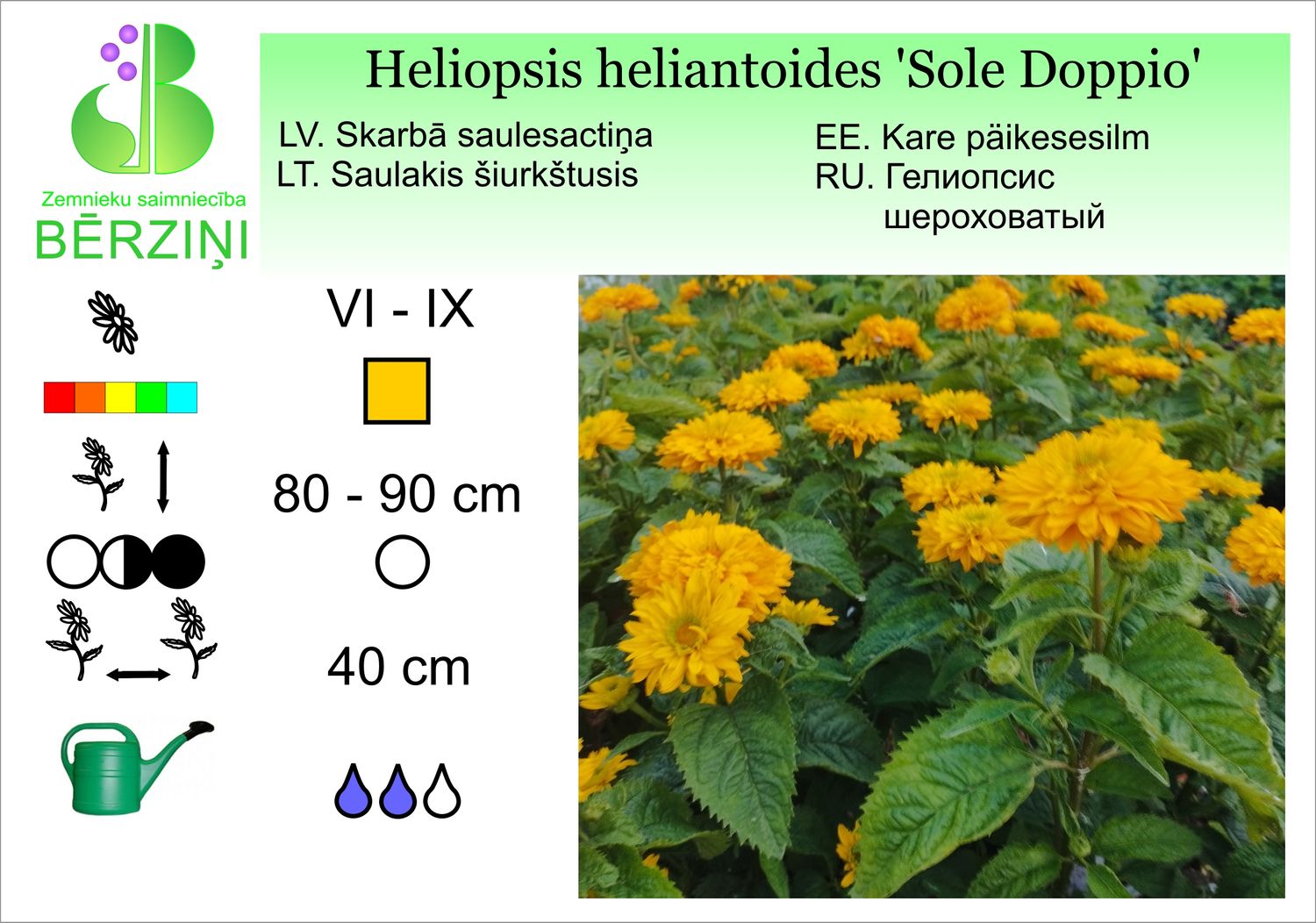 Heliopsis heliantoides 'Sole Doppio', saulesactiņa skarbā
