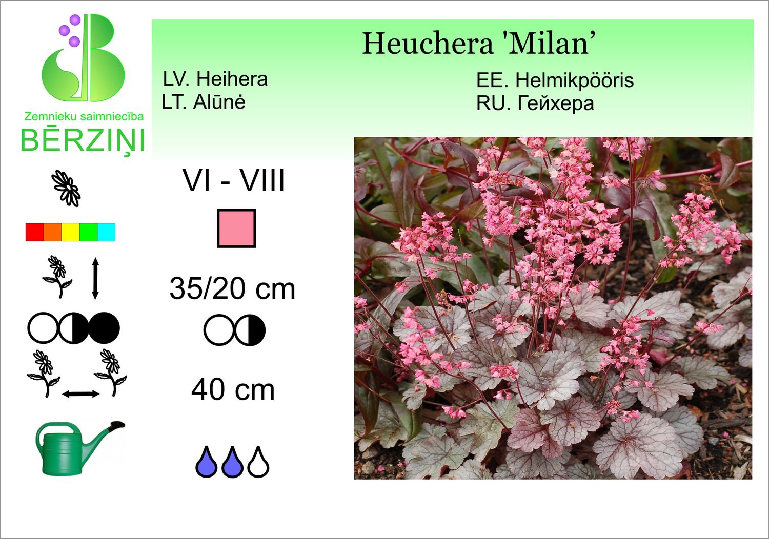 Heuchera 'Milan', heihēra