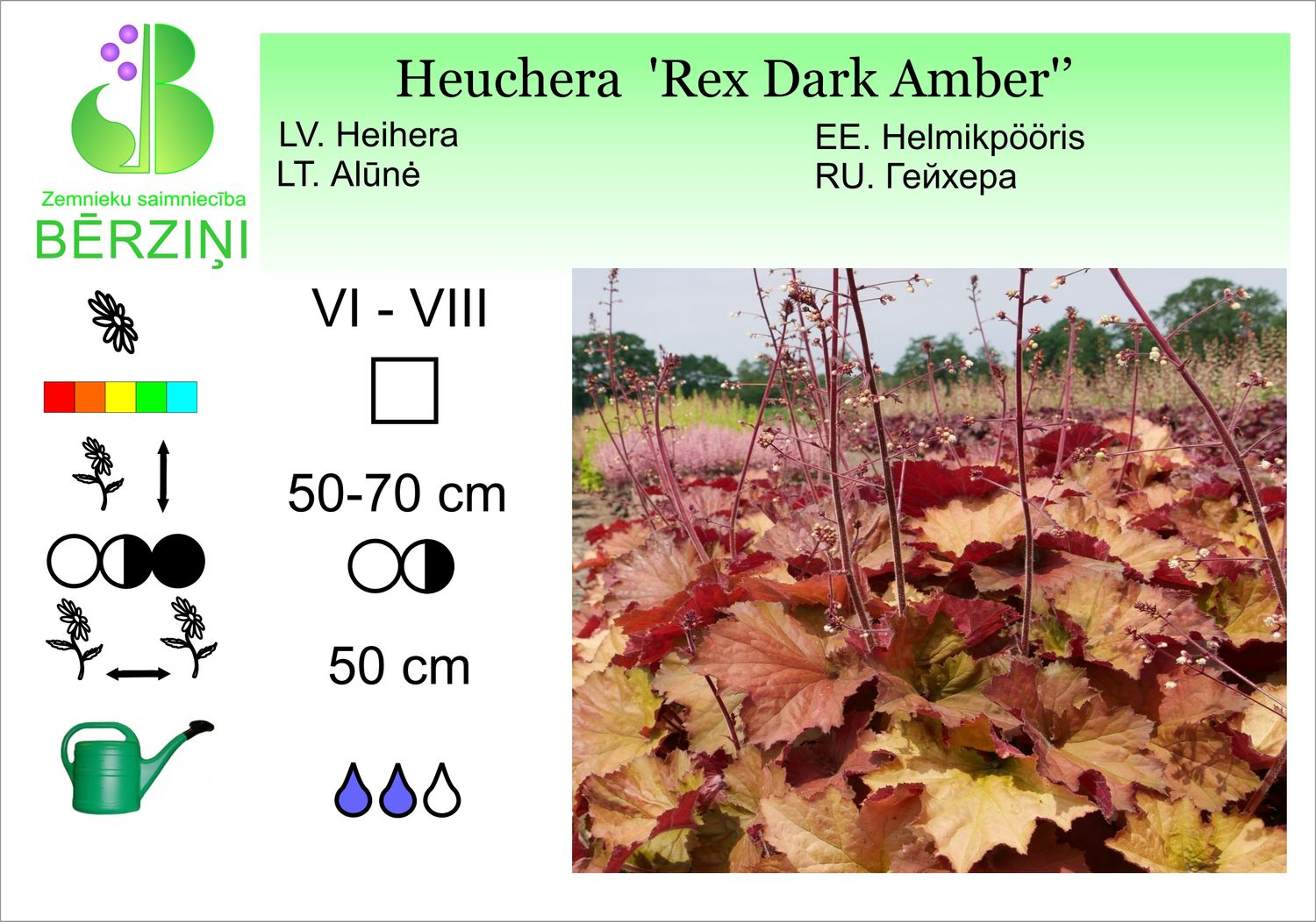 Heuchera 'Rex Dark Amber', heihēra