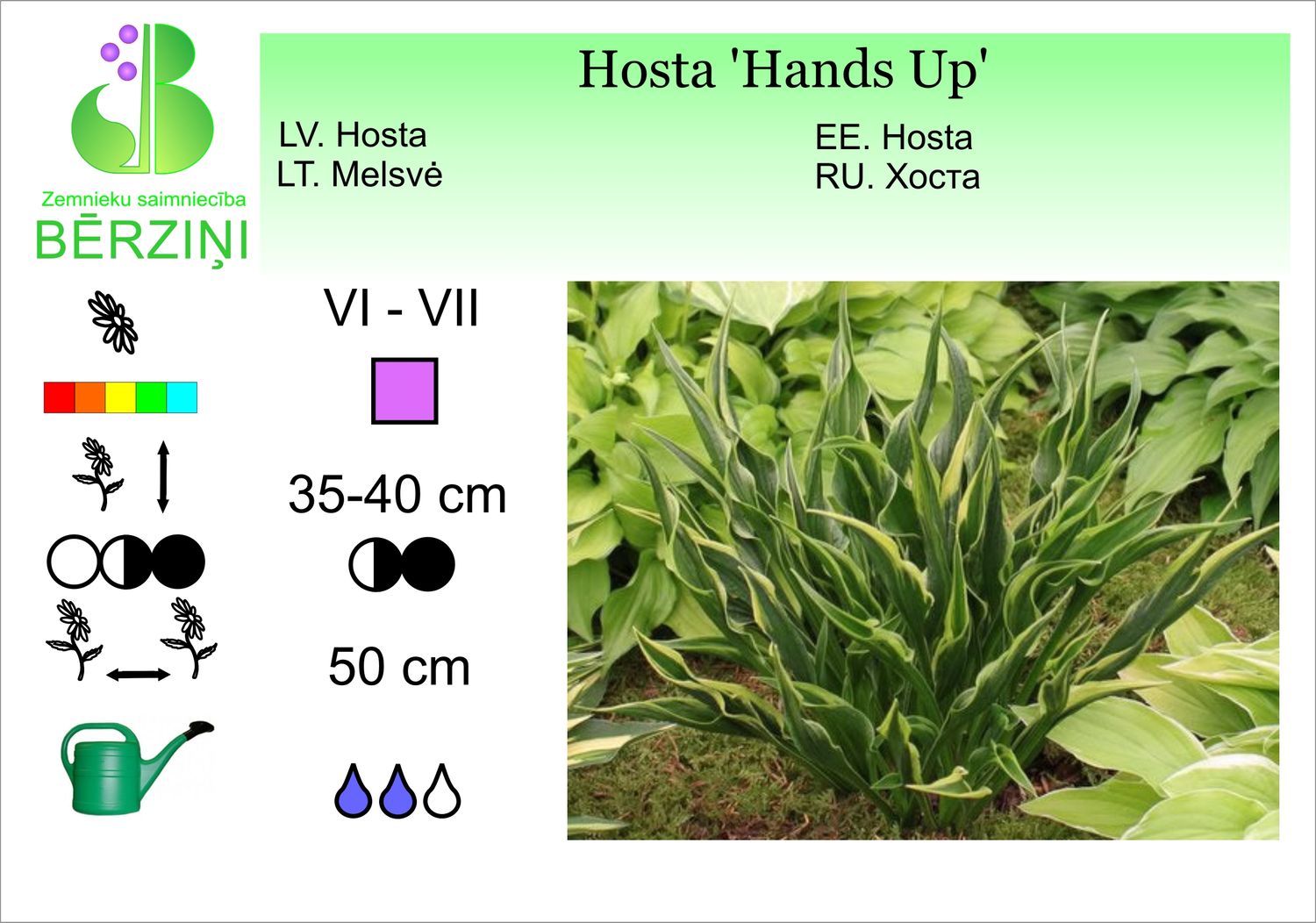 Hosta 'Hands Up', hosta