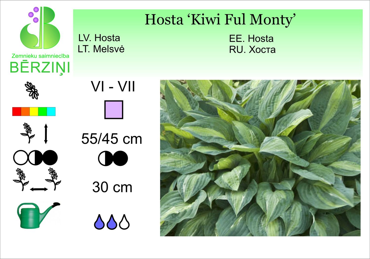 Hosta 'Kiwi Full Monty', hosta