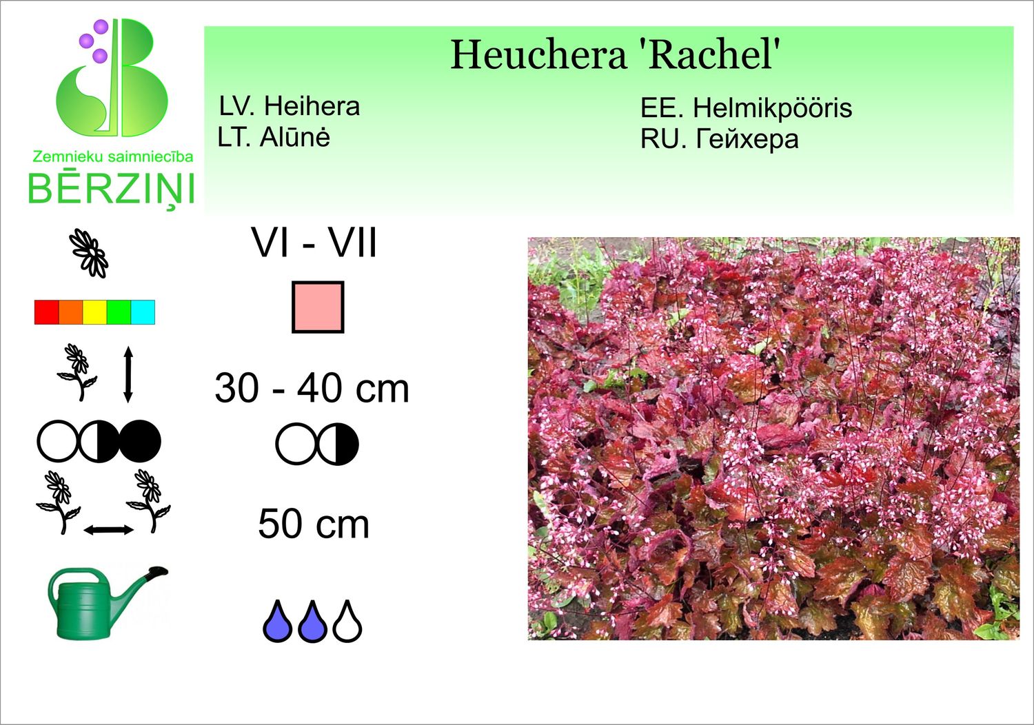 Heuchera 'Rachel', heihēra
