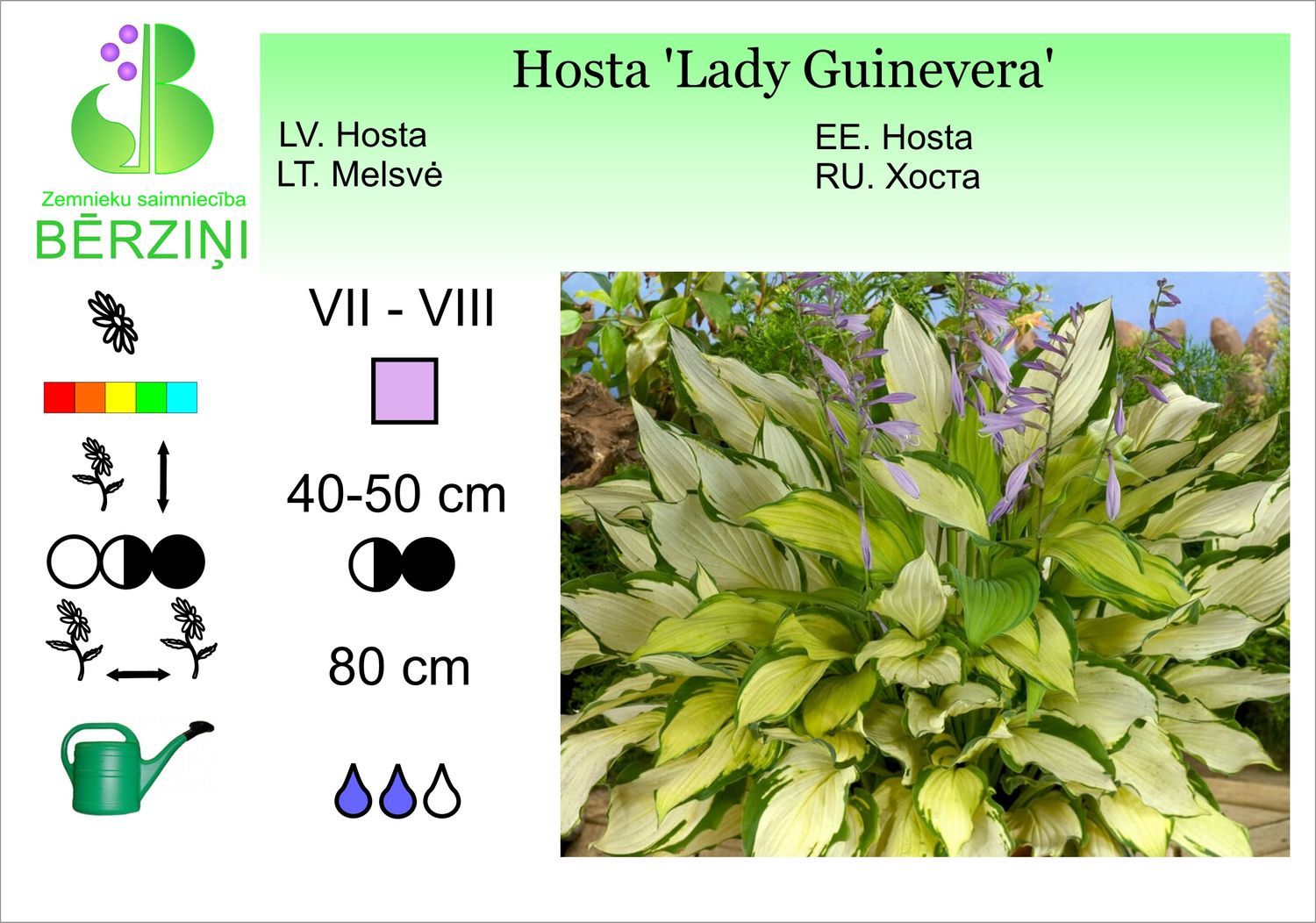 Hosta 'Lady Guinevera', hosta